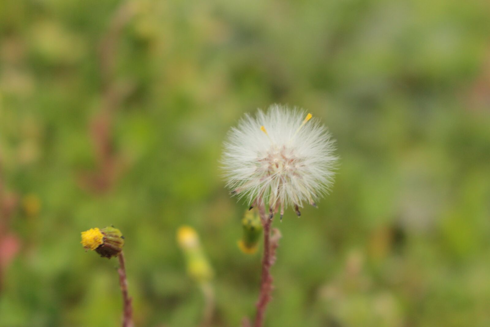 Canon EOS 700D (EOS Rebel T5i / EOS Kiss X7i) + Canon EF-S 18-55mm F3.5-5.6 IS STM sample photo. Flower, wild flower, dandelion photography