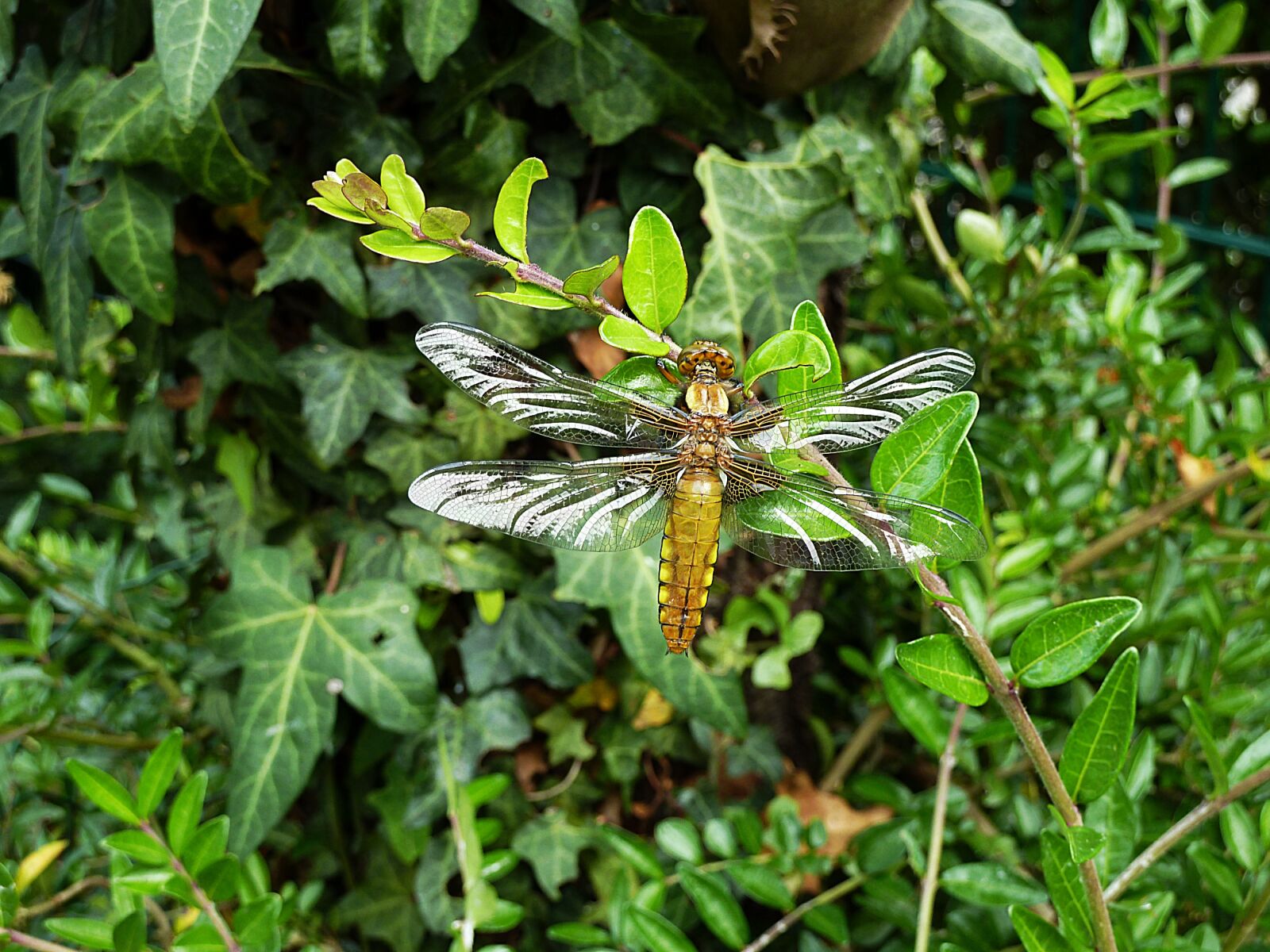 Panasonic Lumix DMC-ZS7 (Lumix DMC-TZ10) sample photo. Dragonfly, nature, insect photography