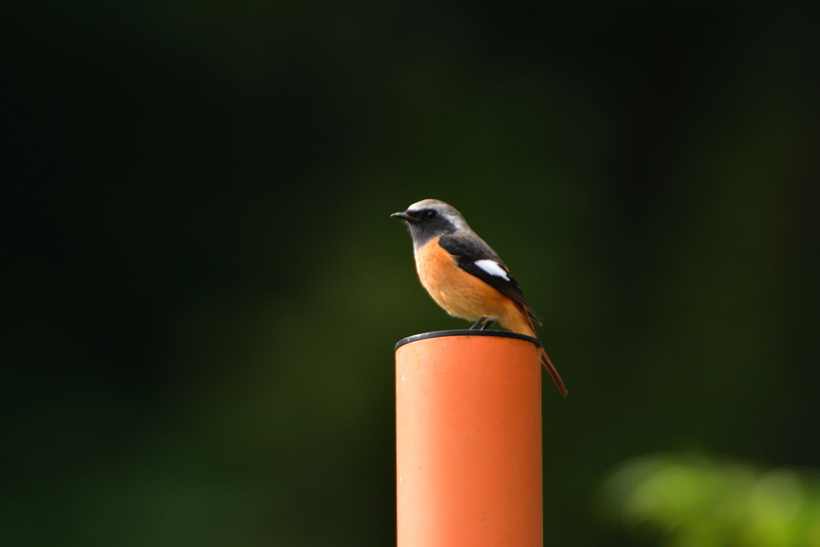 Nikon D500 sample photo. Natural, outdoors, wild animals photography
