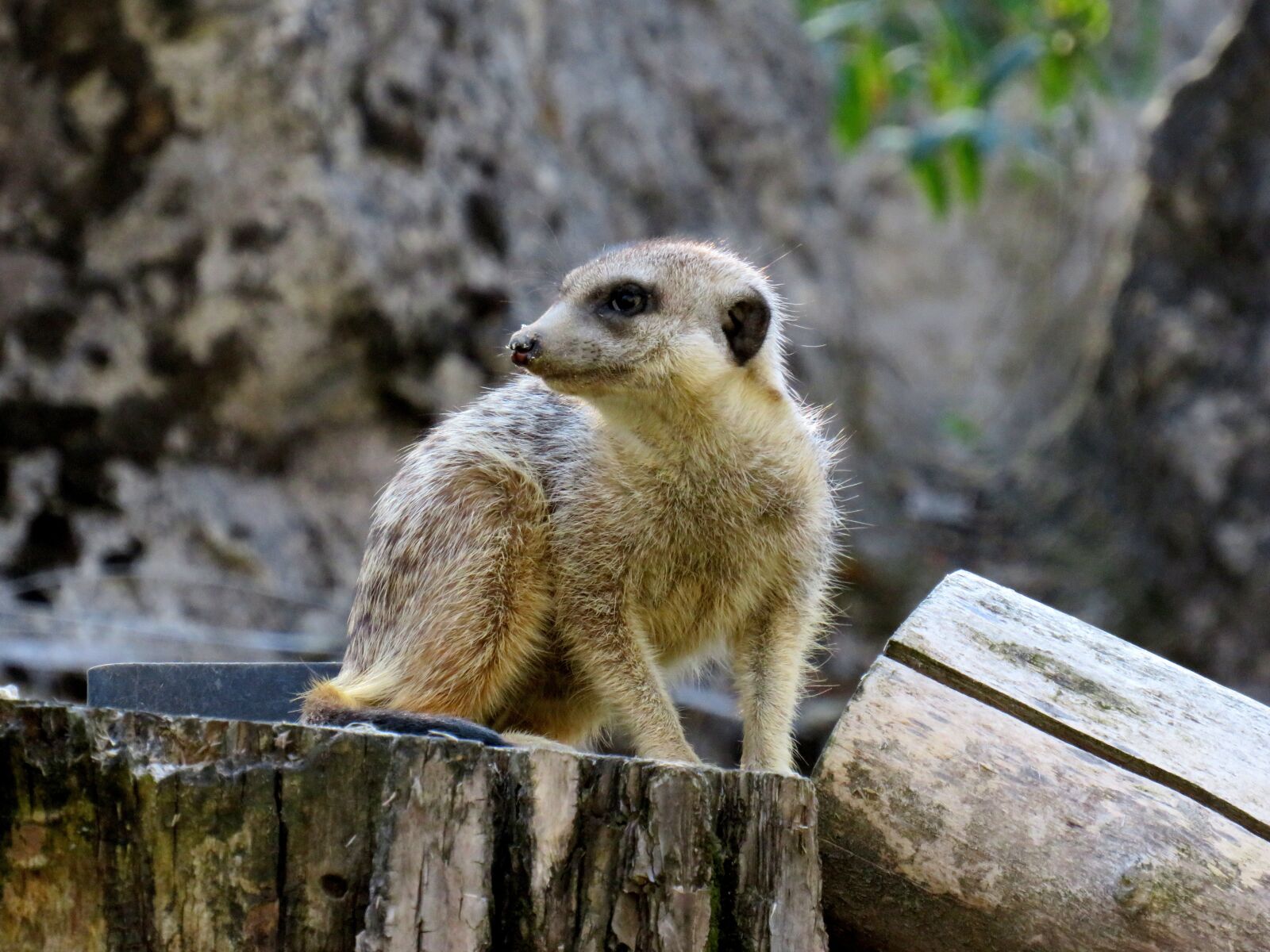 Canon PowerShot SX540 HS sample photo. Meerkat, nature, mammal photography