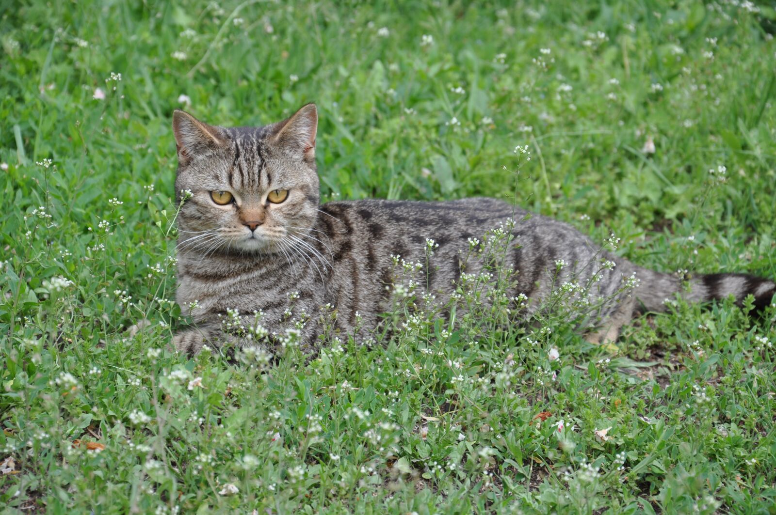 Nikon D90 sample photo. Cat, a cat lying photography