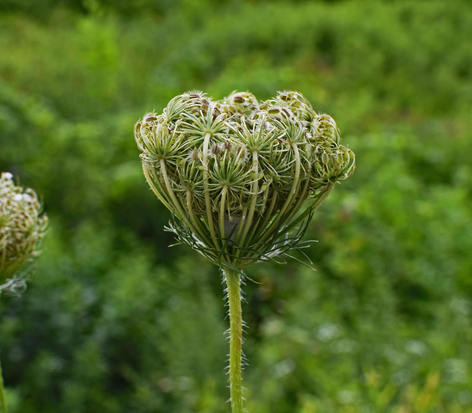 Nikon D3300 sample photo. Queen anne's lace bud photography