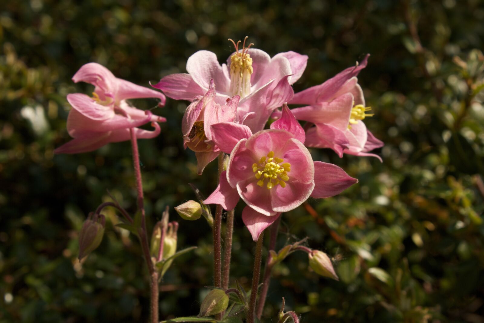 Canon EOS 550D (EOS Rebel T2i / EOS Kiss X4) sample photo. Columbine, pink, flower photography