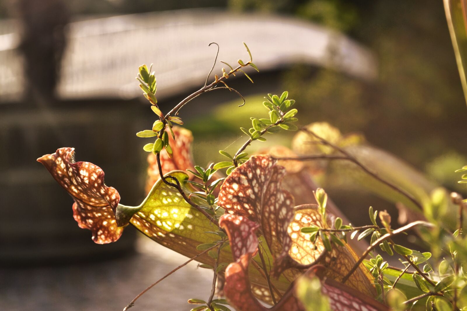 Nikon D3100 sample photo. Carnivore, fly, carnivorous photography