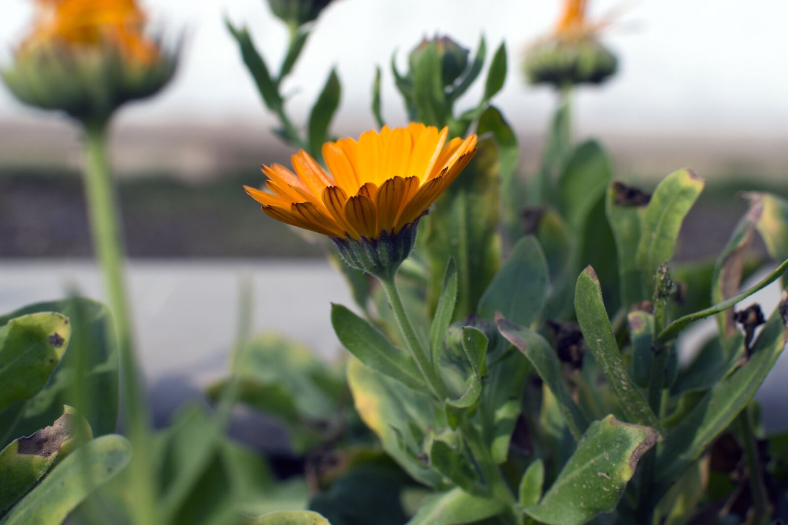 Nikon D3200 sample photo. Flower, nature, beauty photography