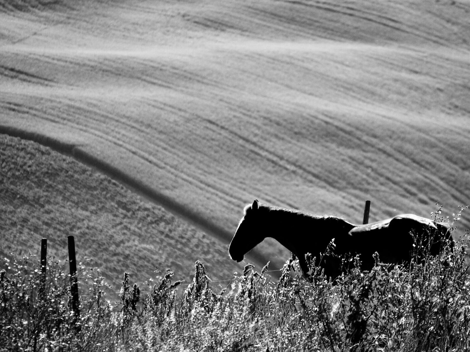 Nikon D60 sample photo. Horse, nature, wild horse photography