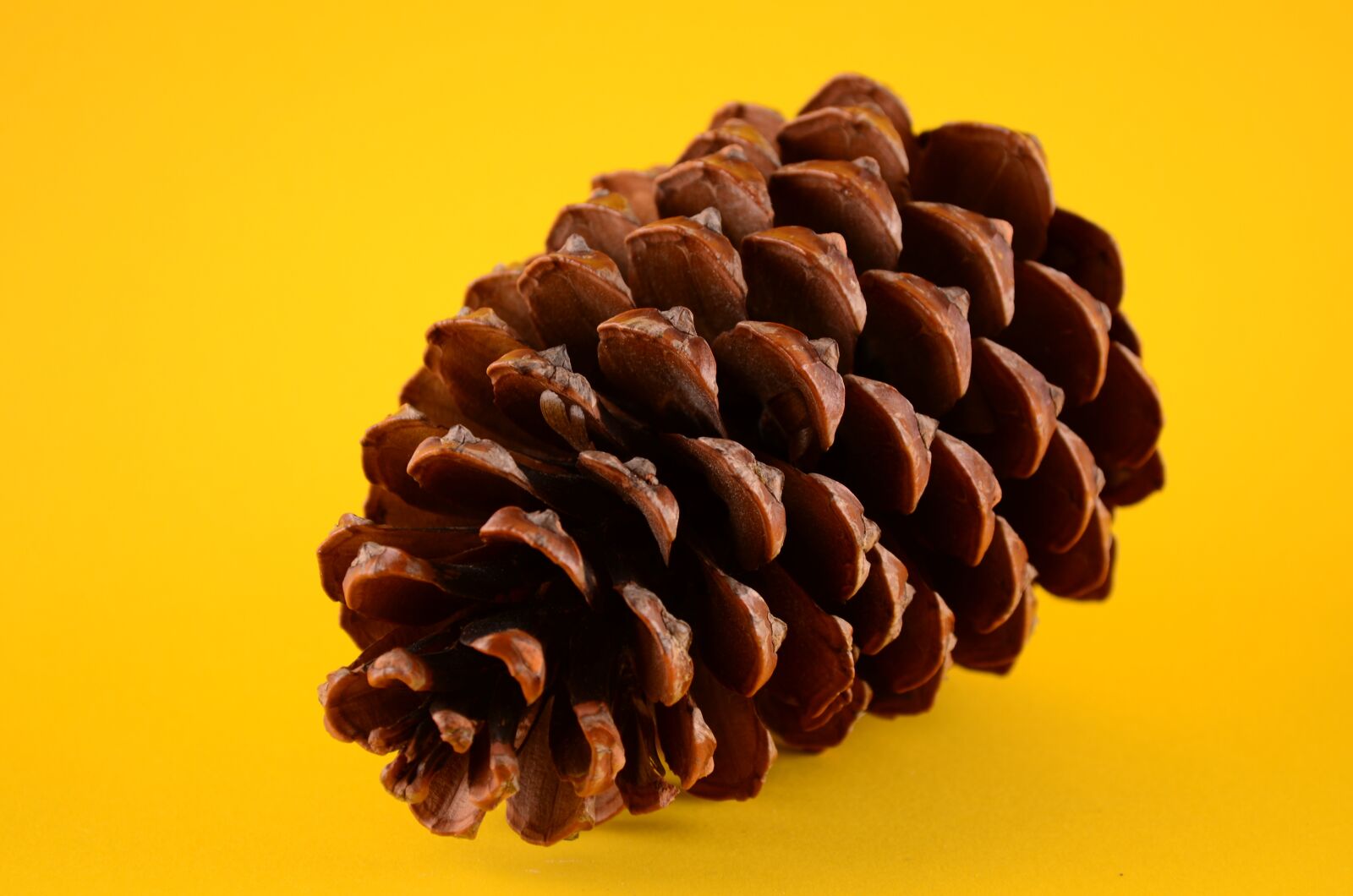 Nikon D5100 sample photo. No one, wallpaper, cone photography