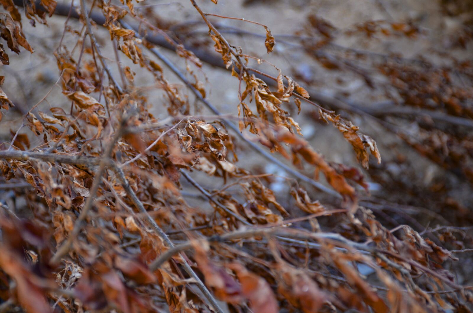 Nikon D7000 sample photo. Autumn, leaf, leaves photography