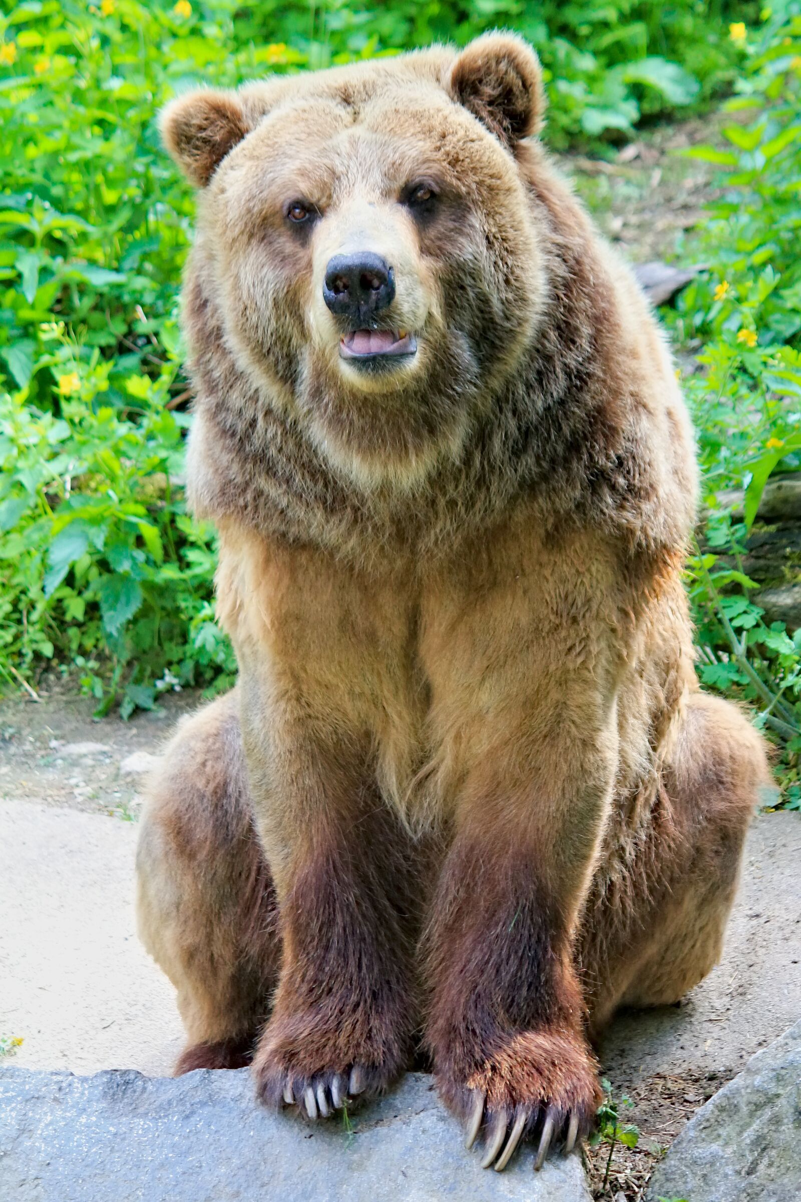 Canon EOS 550D (EOS Rebel T2i / EOS Kiss X4) sample photo. Bear, brown, grizzly photography