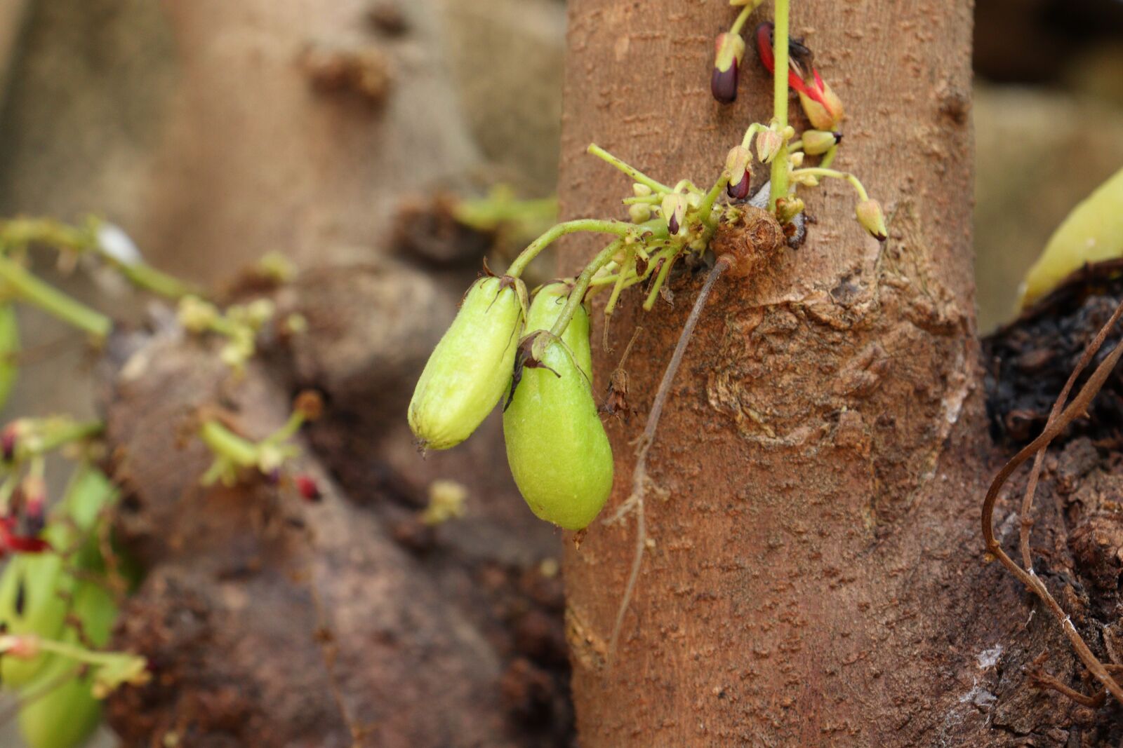 Canon EOS 250D (EOS Rebel SL3 / EOS Kiss X10 / EOS 200D II) sample photo. Kerala, bilimbi, tree photography