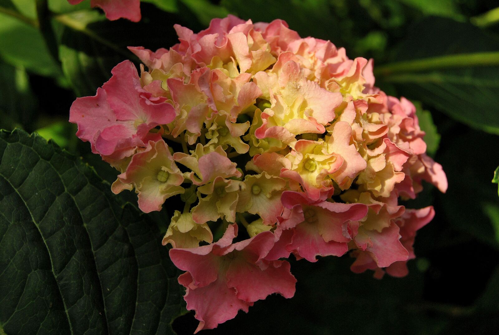 Nikon D60 sample photo. Nature, plant, hydrangea photography