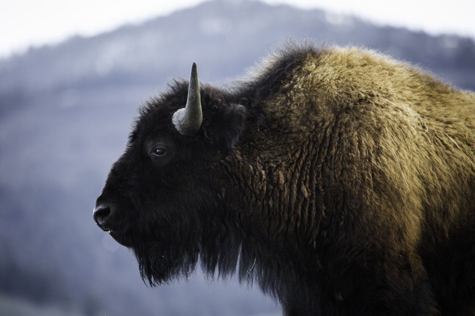 Canon EF 100-400mm F4.5-5.6L IS USM sample photo. Bison, buffalo, animal photography