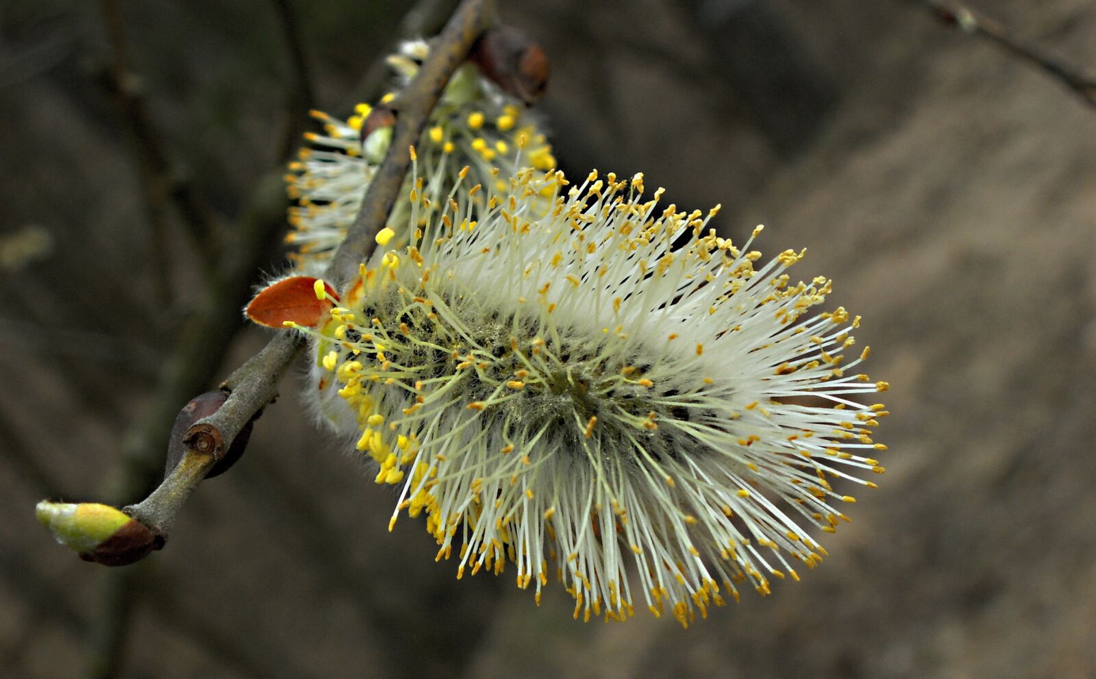 KONICA MINOLTA DiMAGE Z5 sample photo. Nature, plant, at the photography