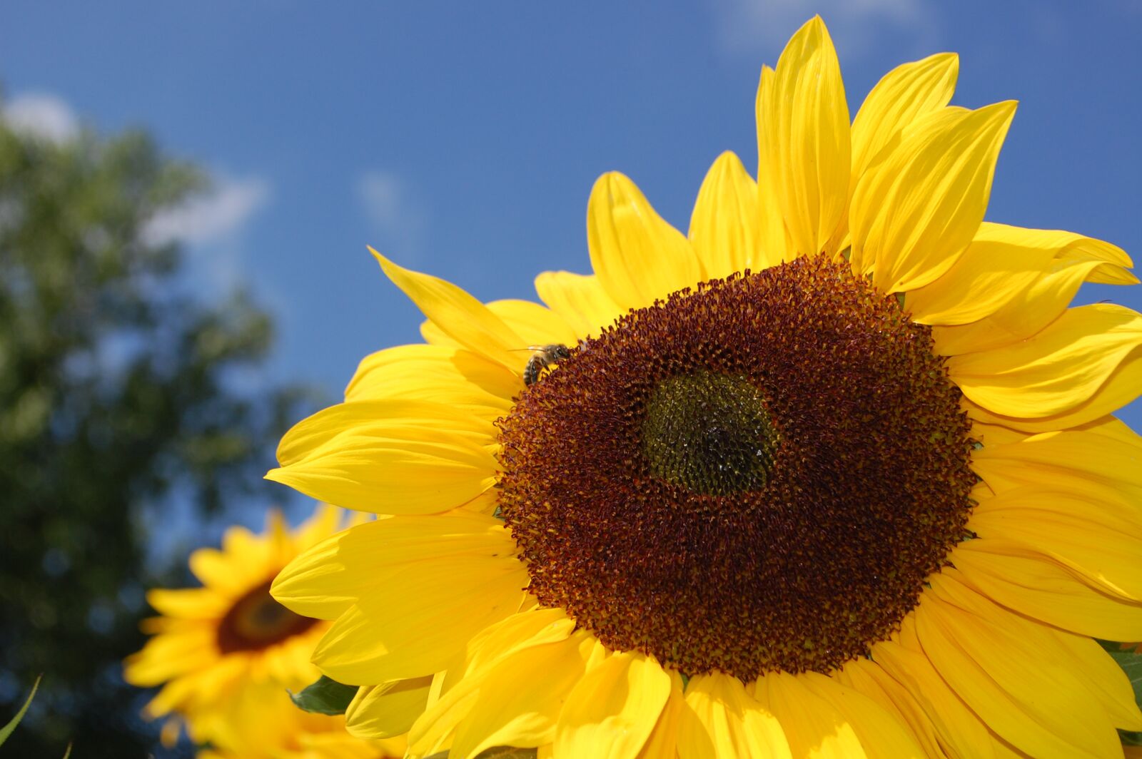 Nikon D40 sample photo. Sunflower, bee, flower photography
