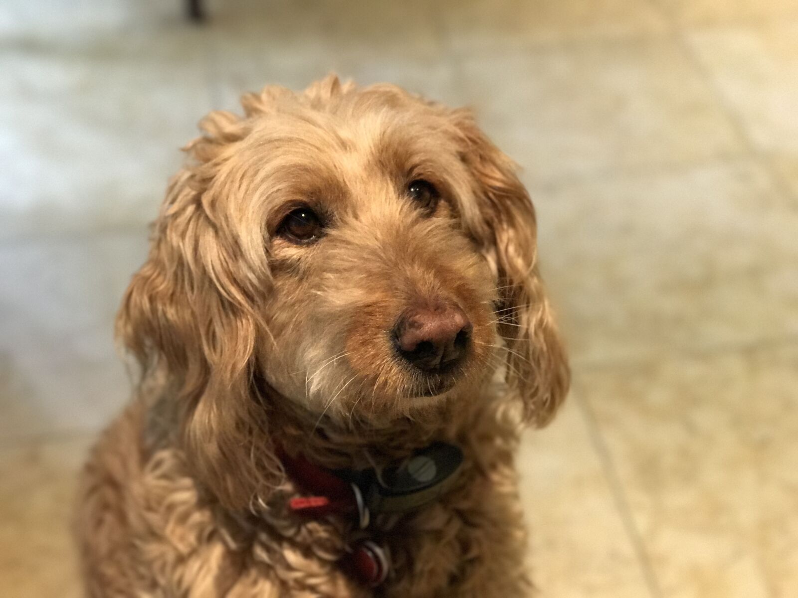 iPhone 7 Plus back dual camera 6.6mm f/2.8 sample photo. Golden doodle, dog, pet photography