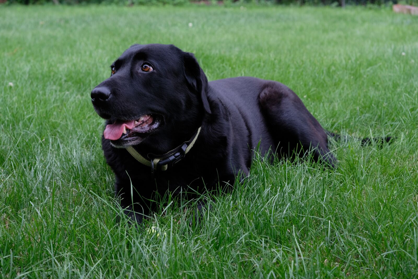 Fujifilm XF 18-55mm F2.8-4 R LM OIS sample photo. Dog, labrador, black photography