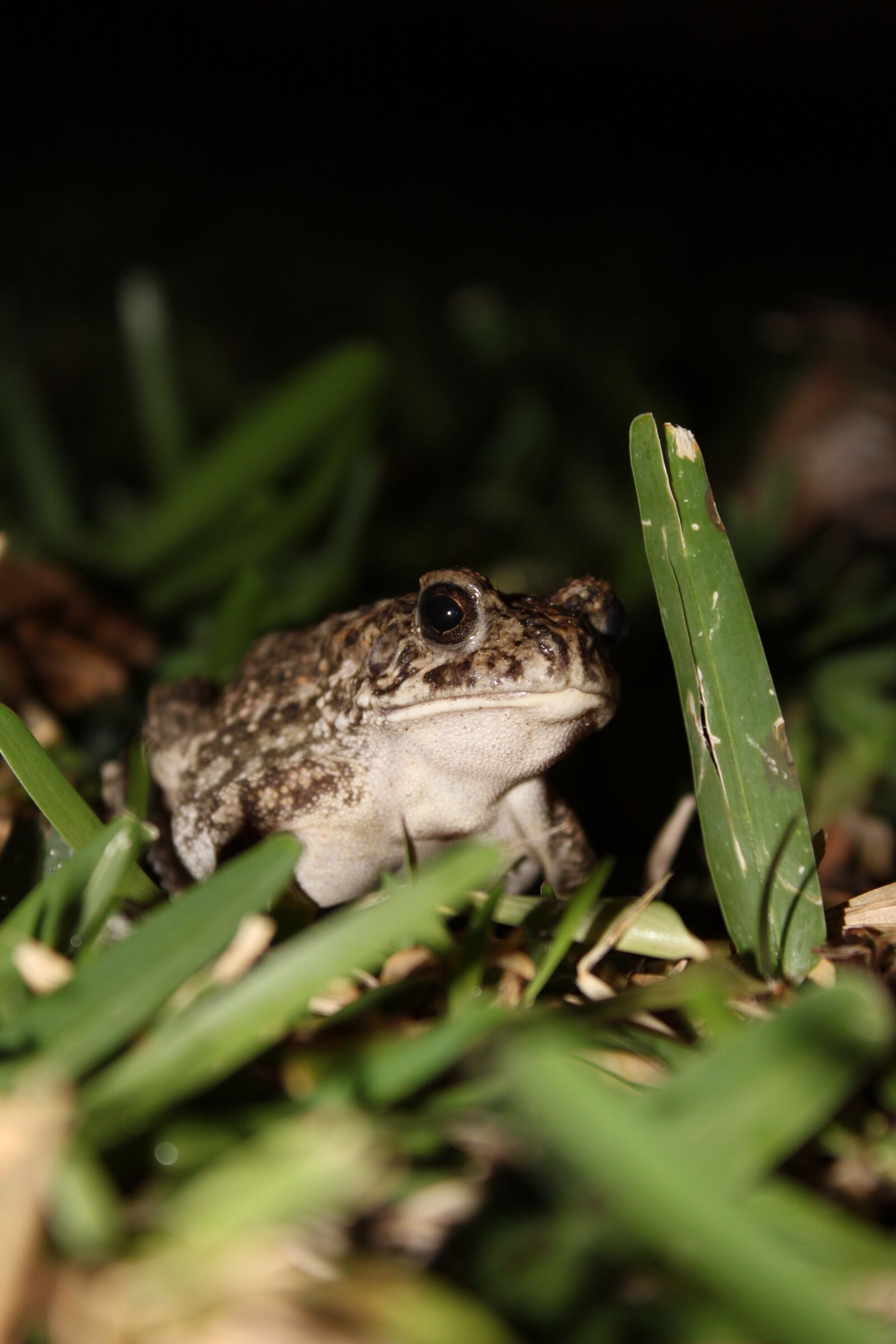 Canon EOS 500D (EOS Rebel T1i / EOS Kiss X3) sample photo. Toad, anuran, amphibians photography