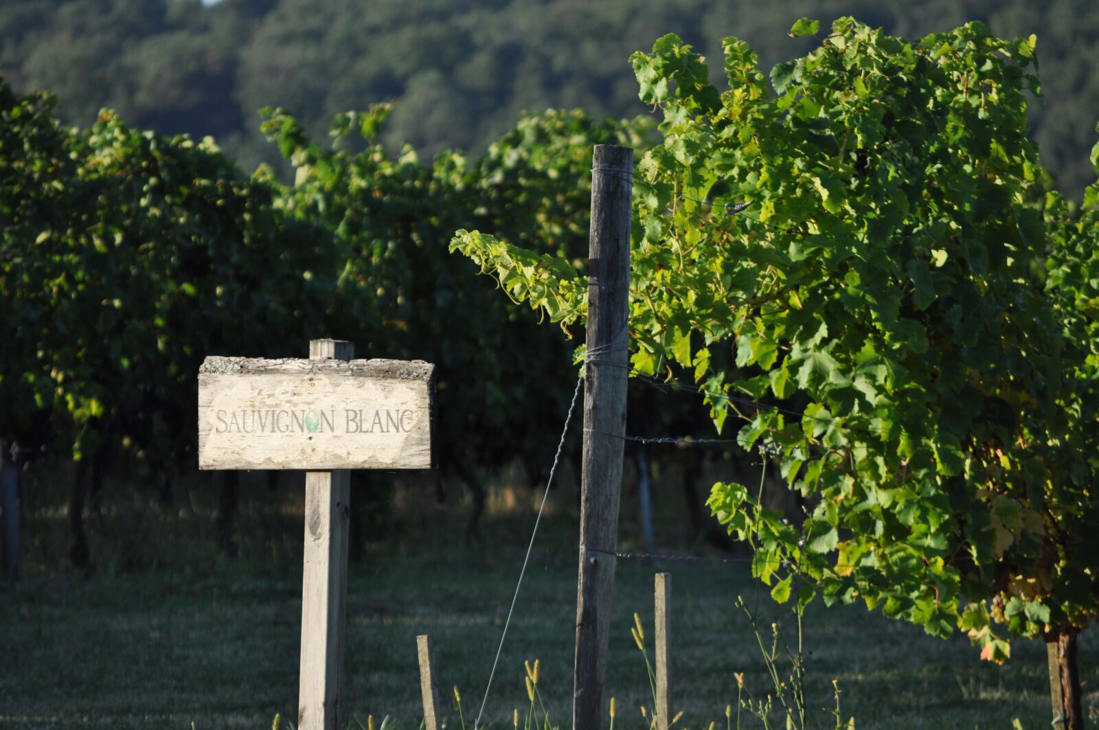 Nikon D5000 sample photo. Vineyard, sunset, wine photography