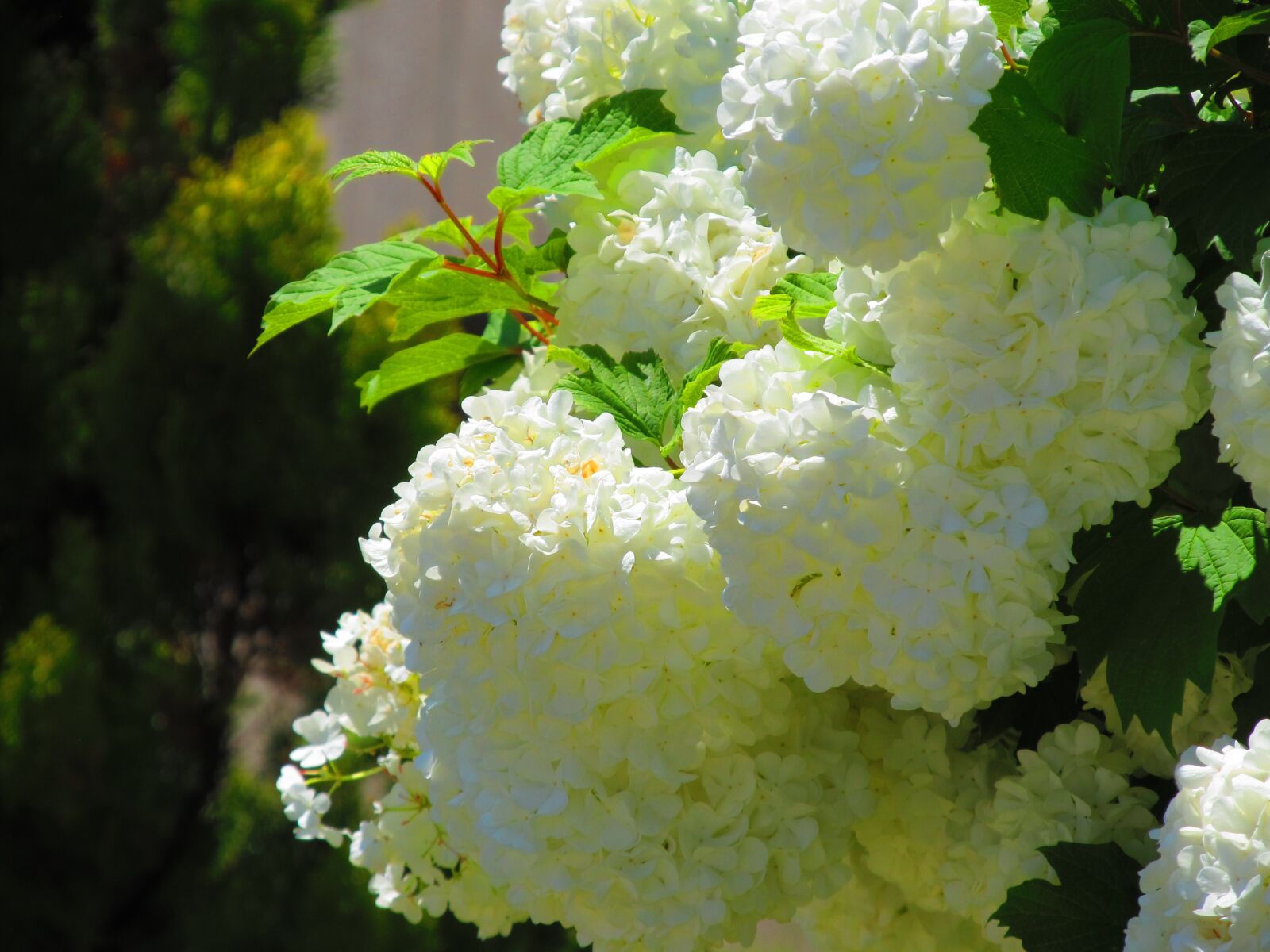 Canon PowerShot SX130 IS sample photo. Flower, summer, nakhchivan photography
