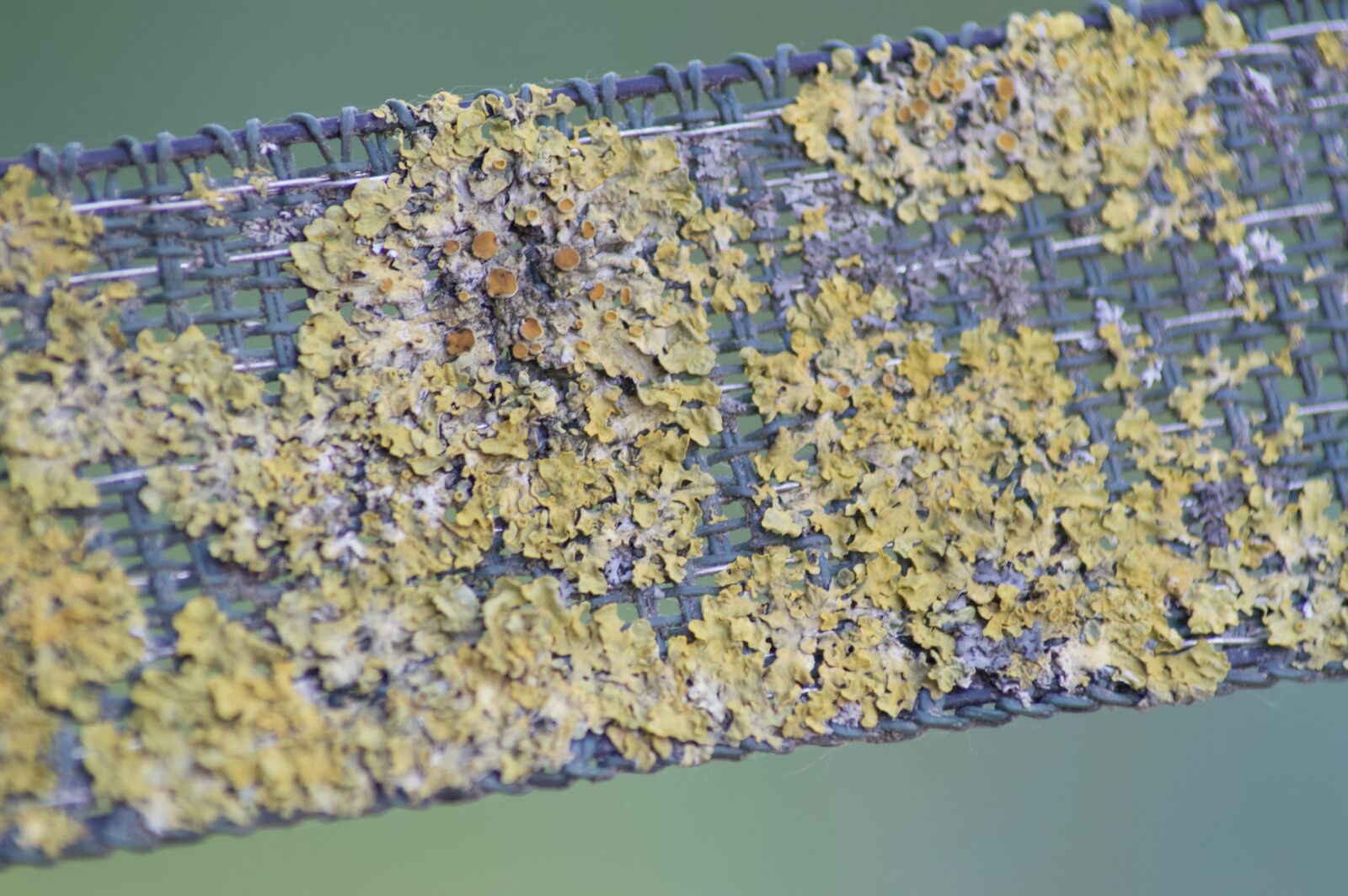 Nikon D3200 sample photo. Macro, fence, green photography