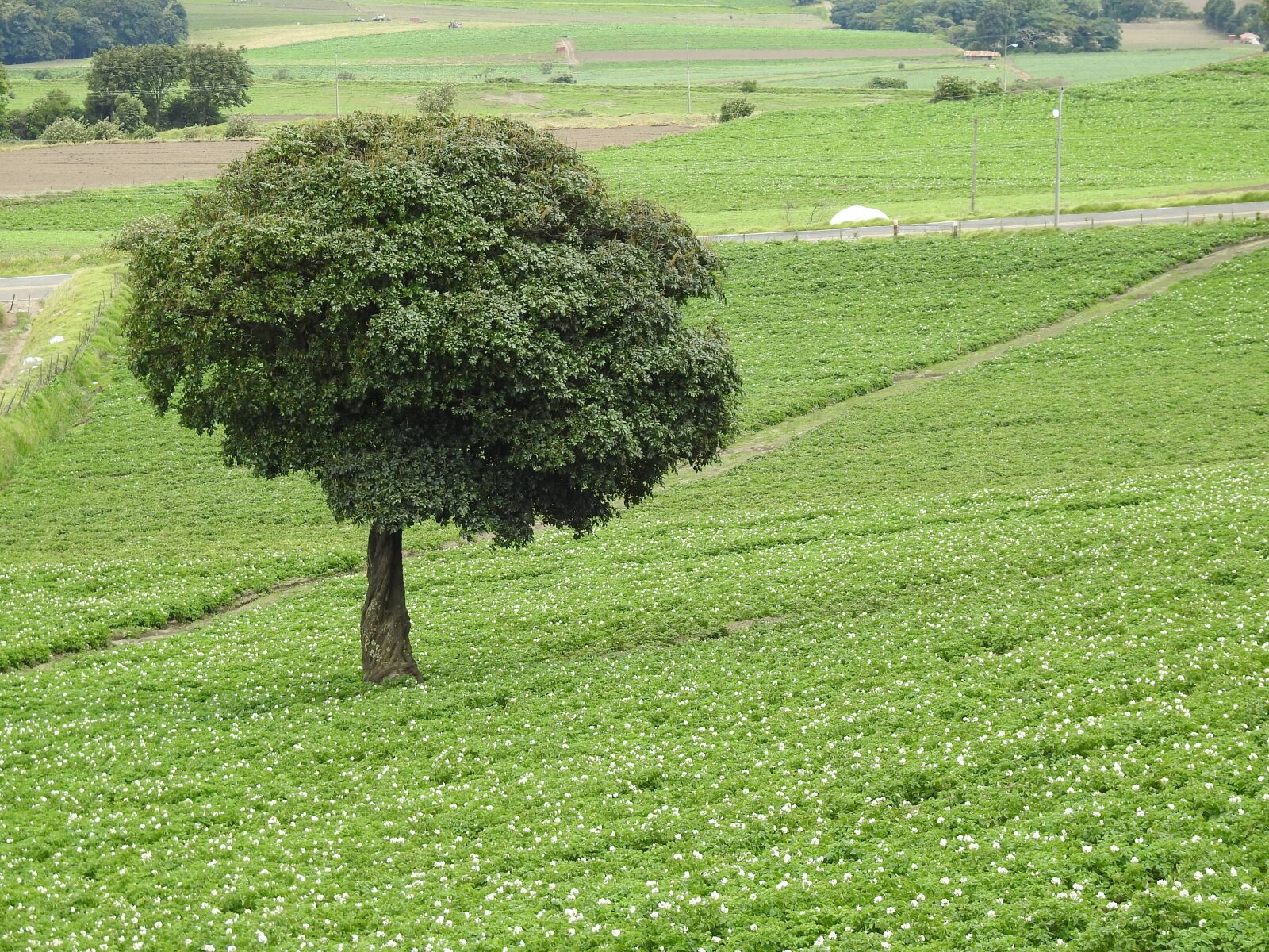 Nikon Coolpix P900 sample photo. Field, tree, landscape photography