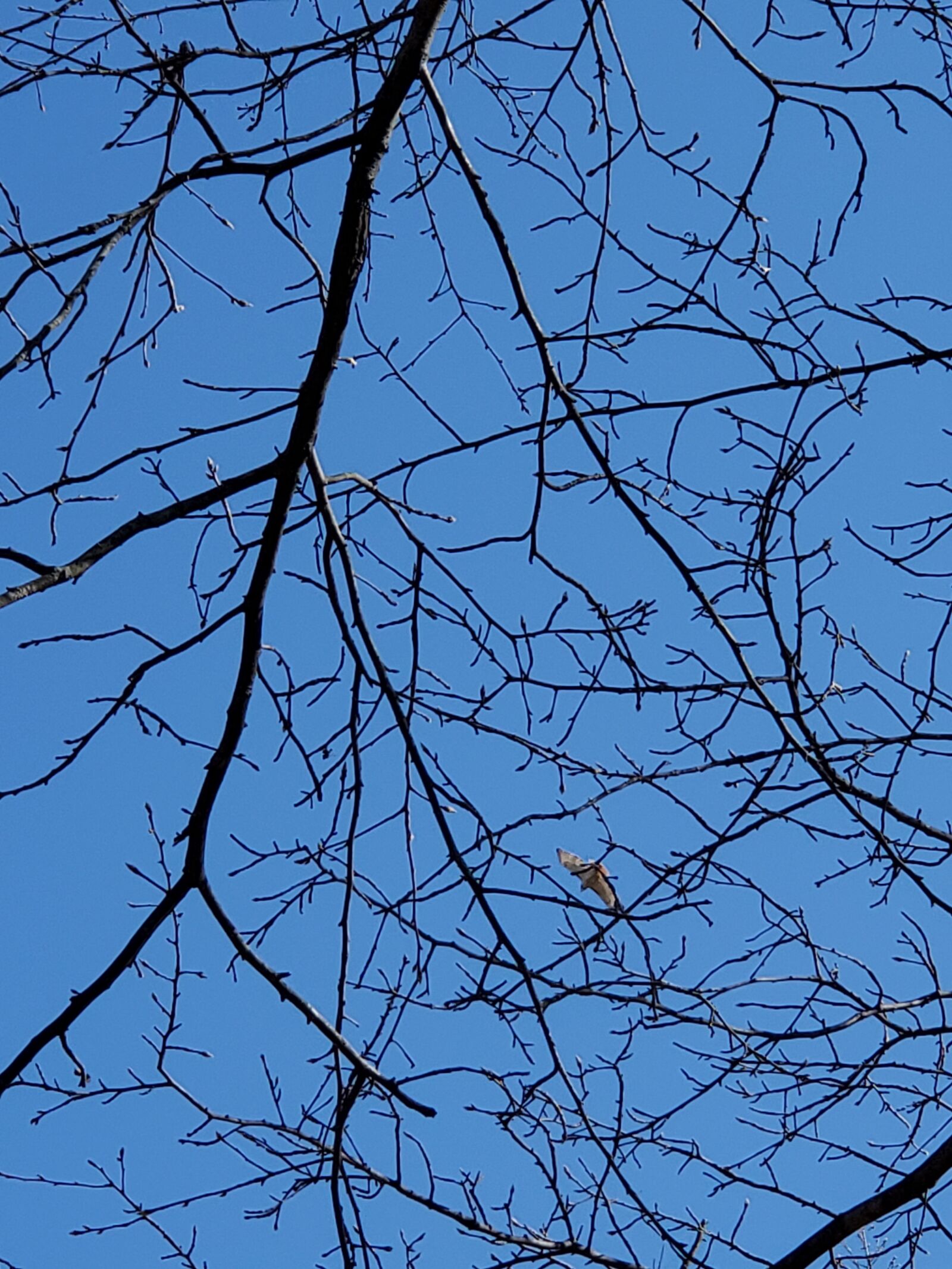 Samsung Galaxy S10+ sample photo. Trees, blue, sky photography
