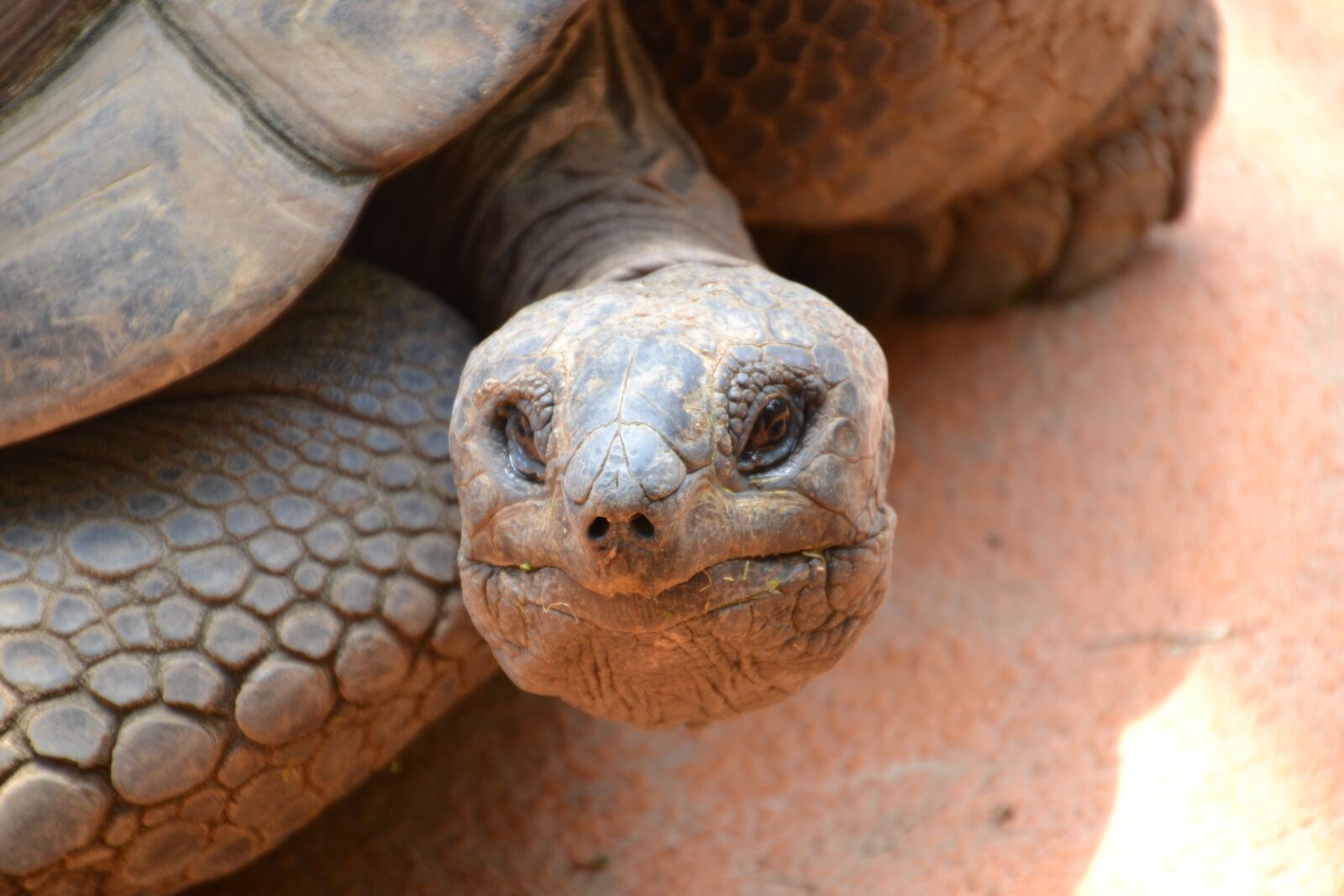 Nikon D3100 sample photo. Turtle, tortoise, reptile photography