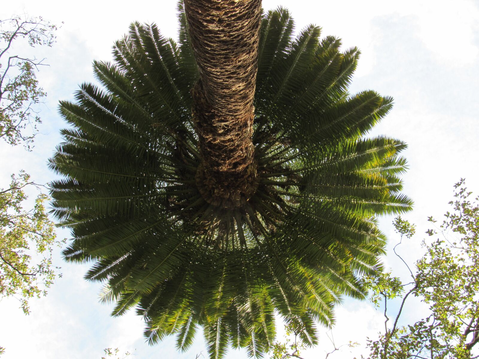 Canon PowerShot SX530 HS sample photo. Sydney, tree, australia photography