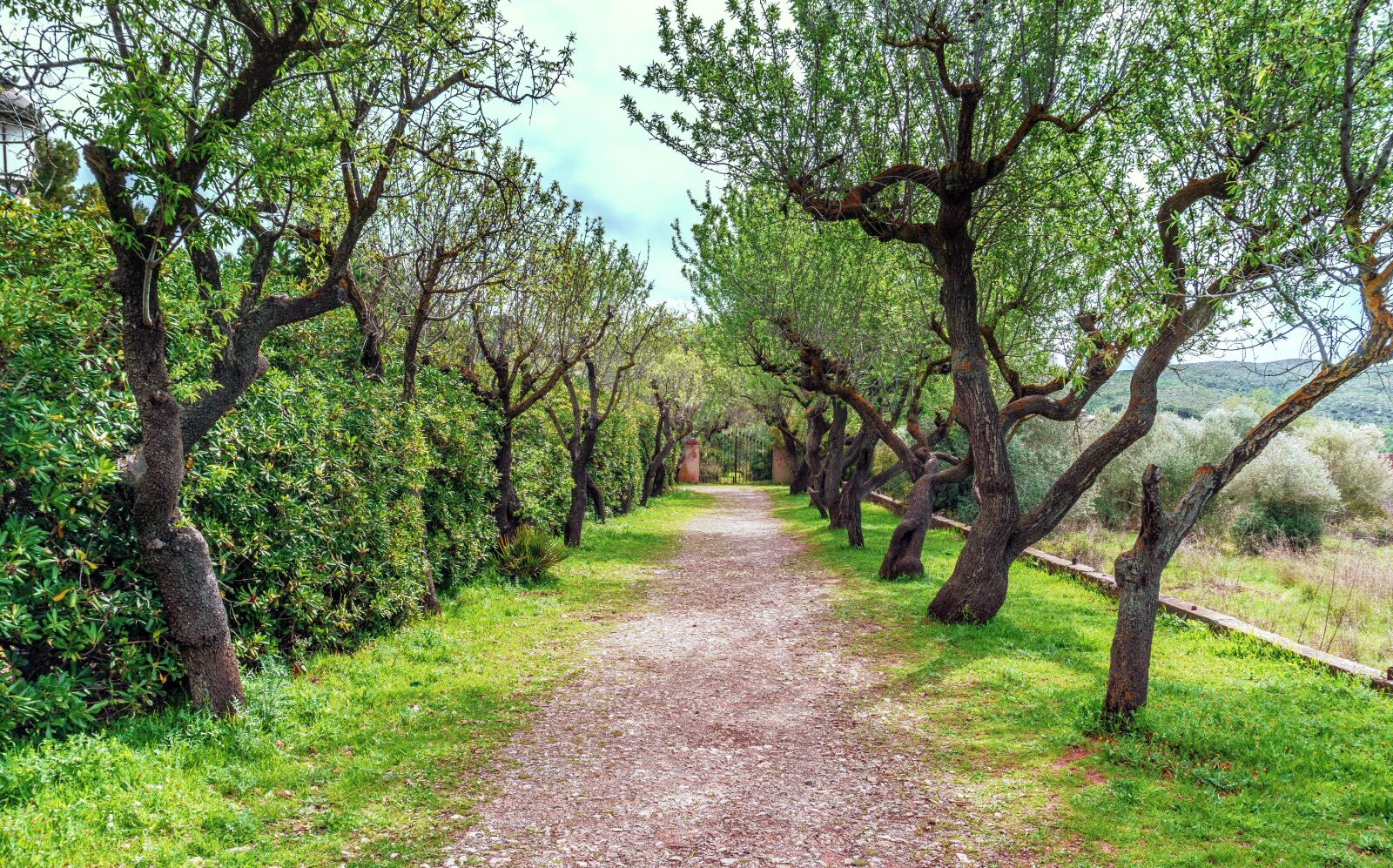 Sony E 16-50mm F3.5-5.6 PZ OSS sample photo. Arboleda, walk, tree photography