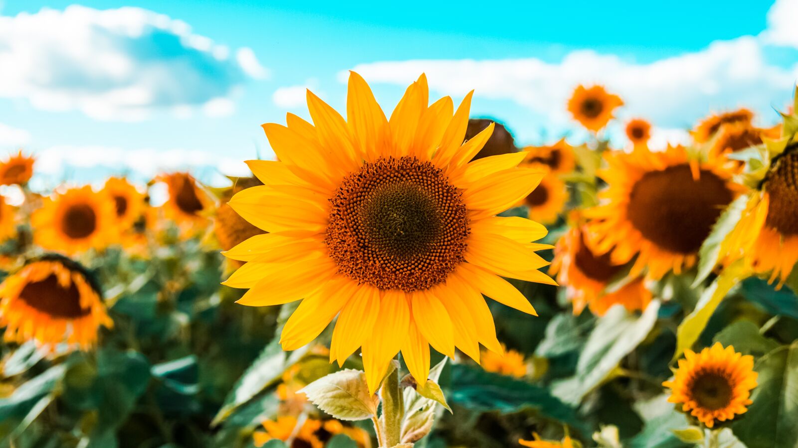 Canon EOS 700D (EOS Rebel T5i / EOS Kiss X7i) sample photo. Sunflowers, field of sunflowers photography