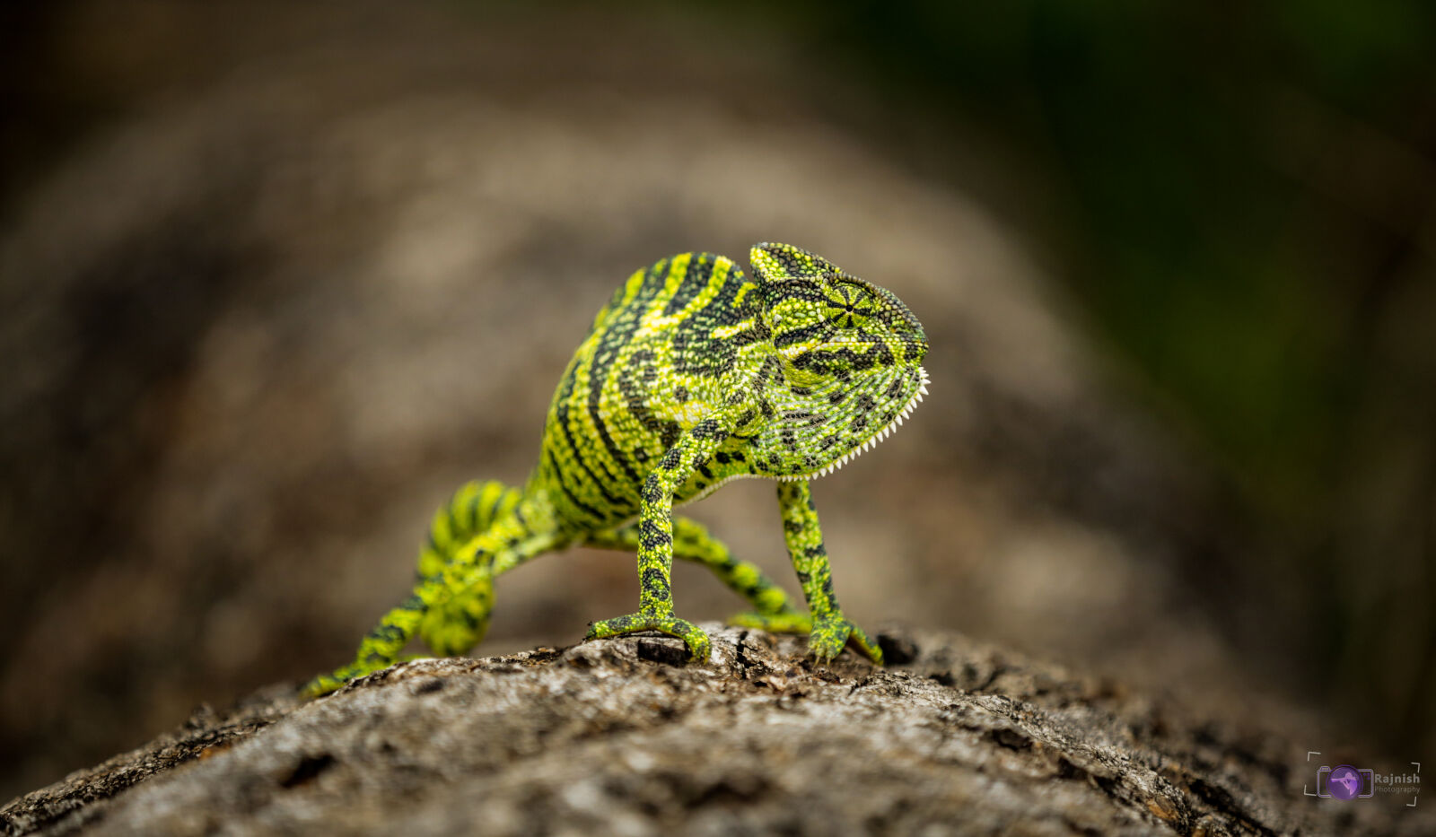 Canon EOS 5D Mark III sample photo. Kameleon, wildlife photography