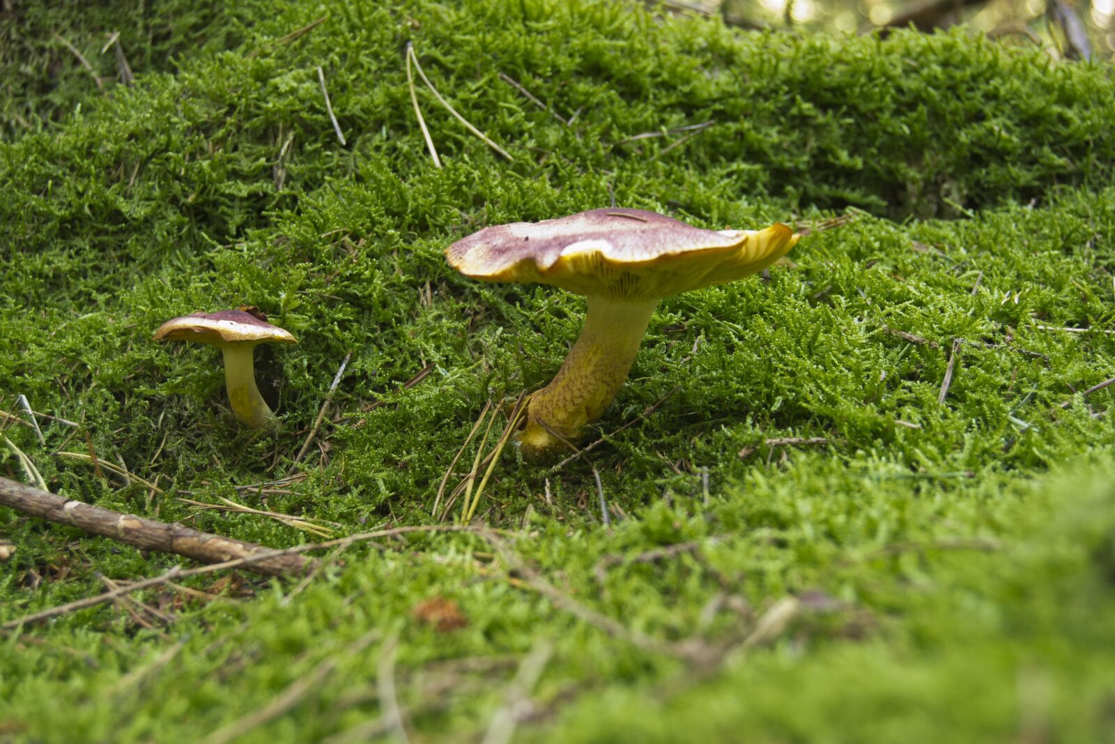 Nikon D3100 sample photo. Mushrooms, nature, forest photography