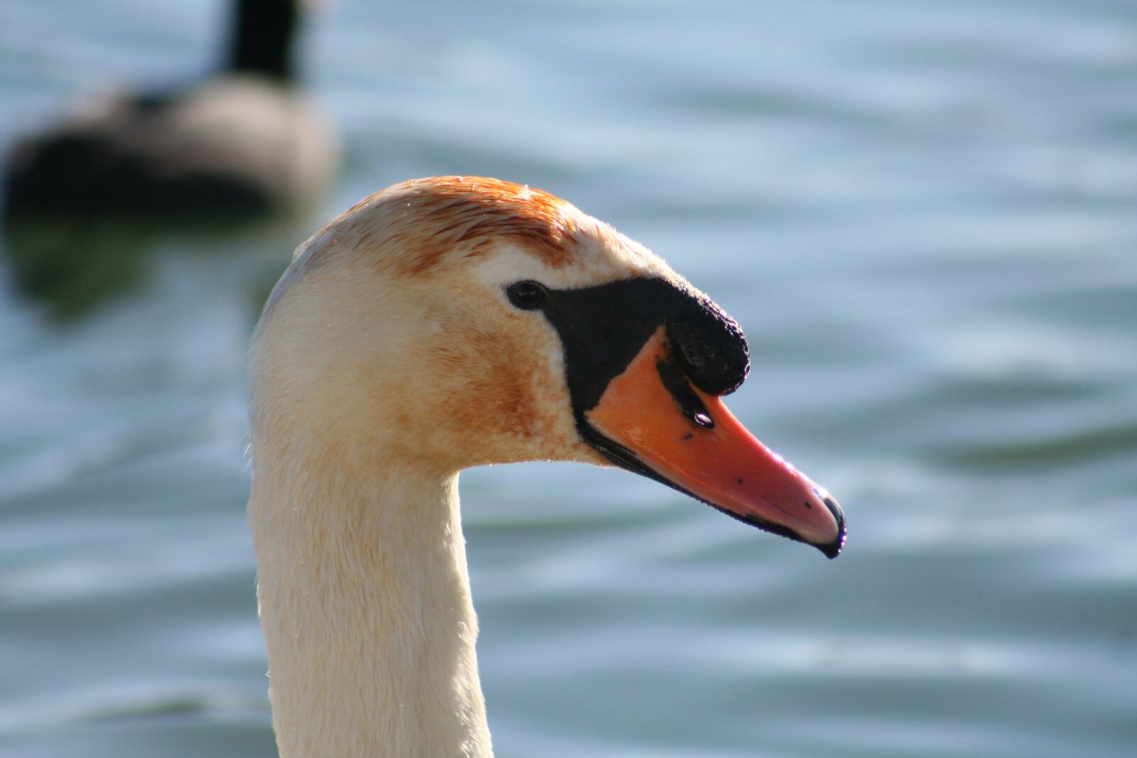 Canon EOS 350D (EOS Digital Rebel XT / EOS Kiss Digital N) sample photo. Swan, white, fluffy photography
