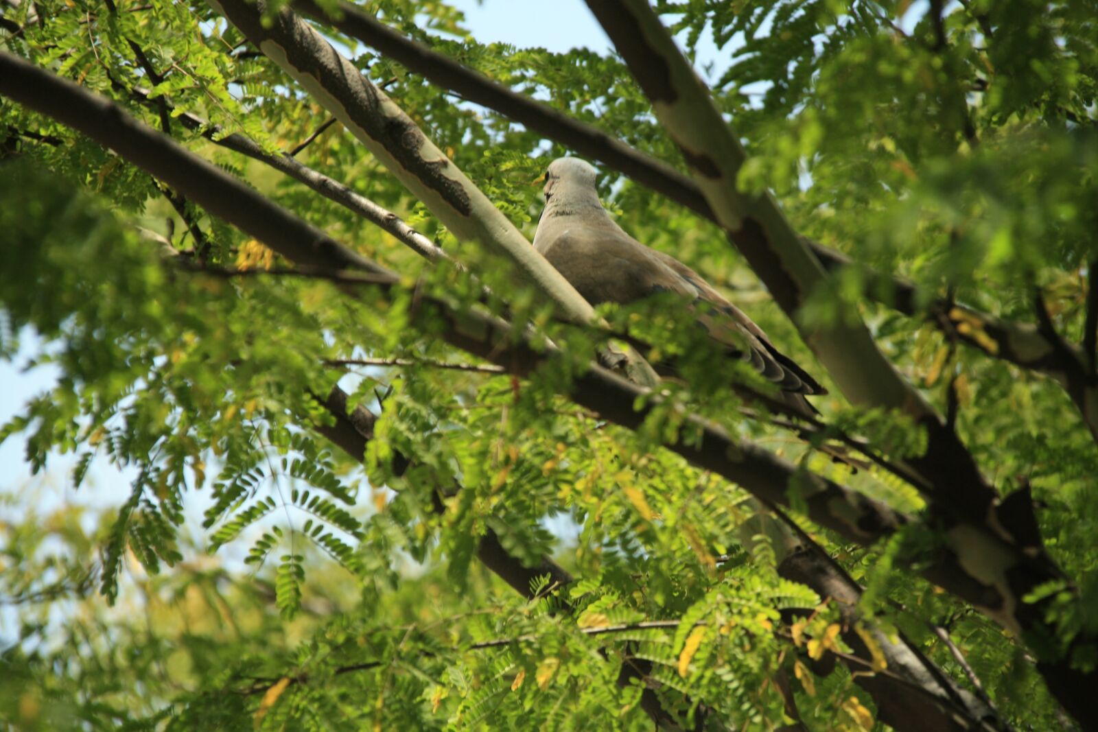 Canon EOS 450D (EOS Rebel XSi / EOS Kiss X2) sample photo. Ave, turtledove, nature photography