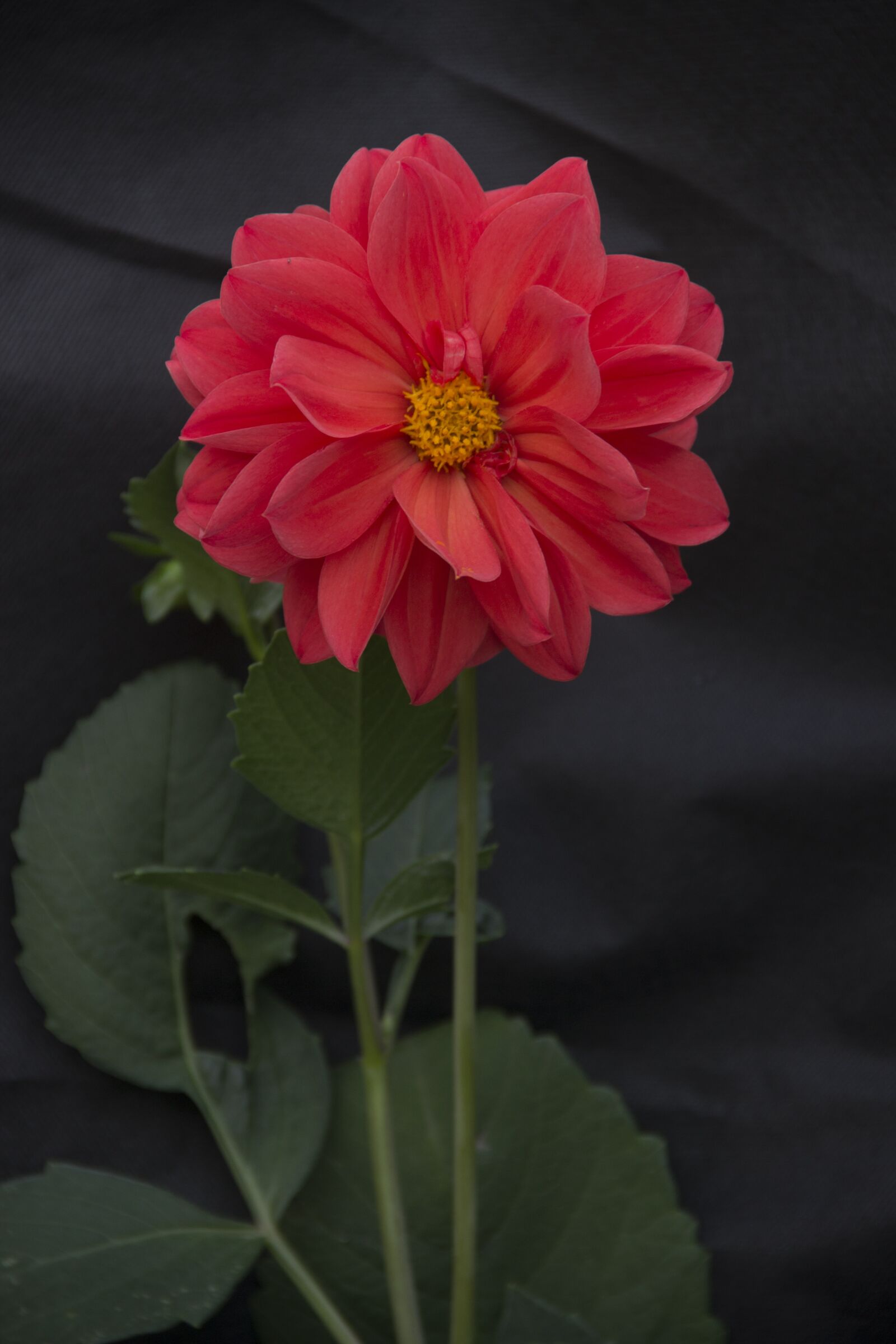 Canon EOS 600D (Rebel EOS T3i / EOS Kiss X5) sample photo. Flower, red, bloom photography
