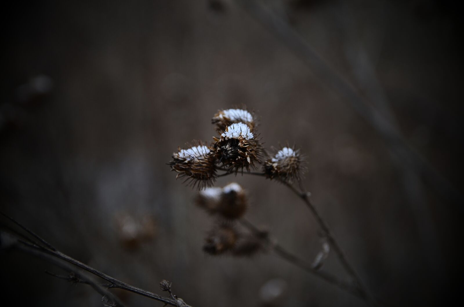 Nikon D5100 sample photo. Nature, macro, forest photography