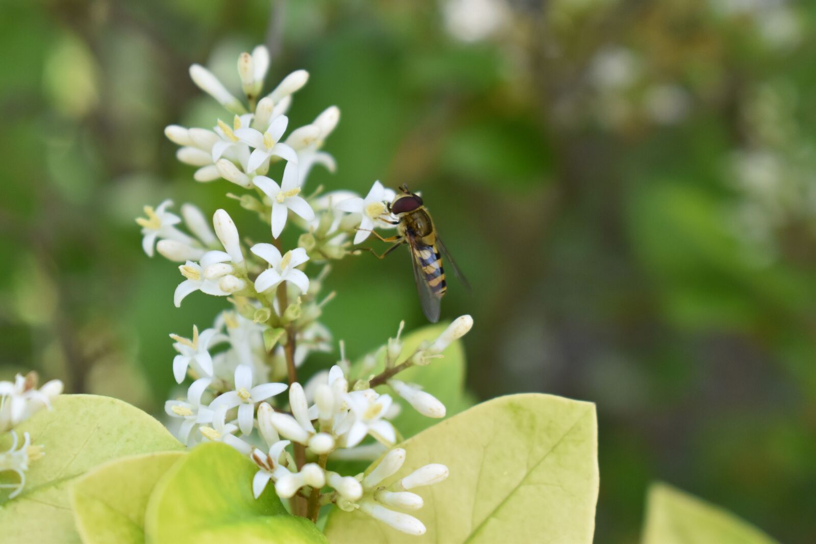 Nikon D5500 sample photo. Bee, flower, honeysuckle photography