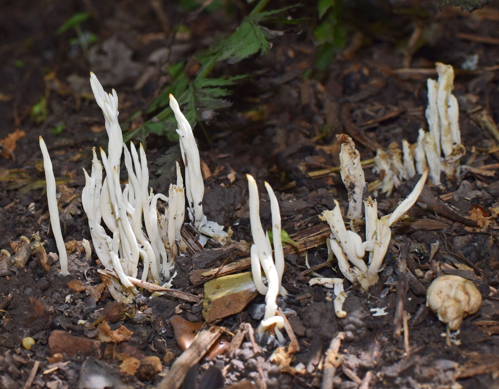 Nikon D3300 sample photo. Coral fungi, fungi, mushroom photography