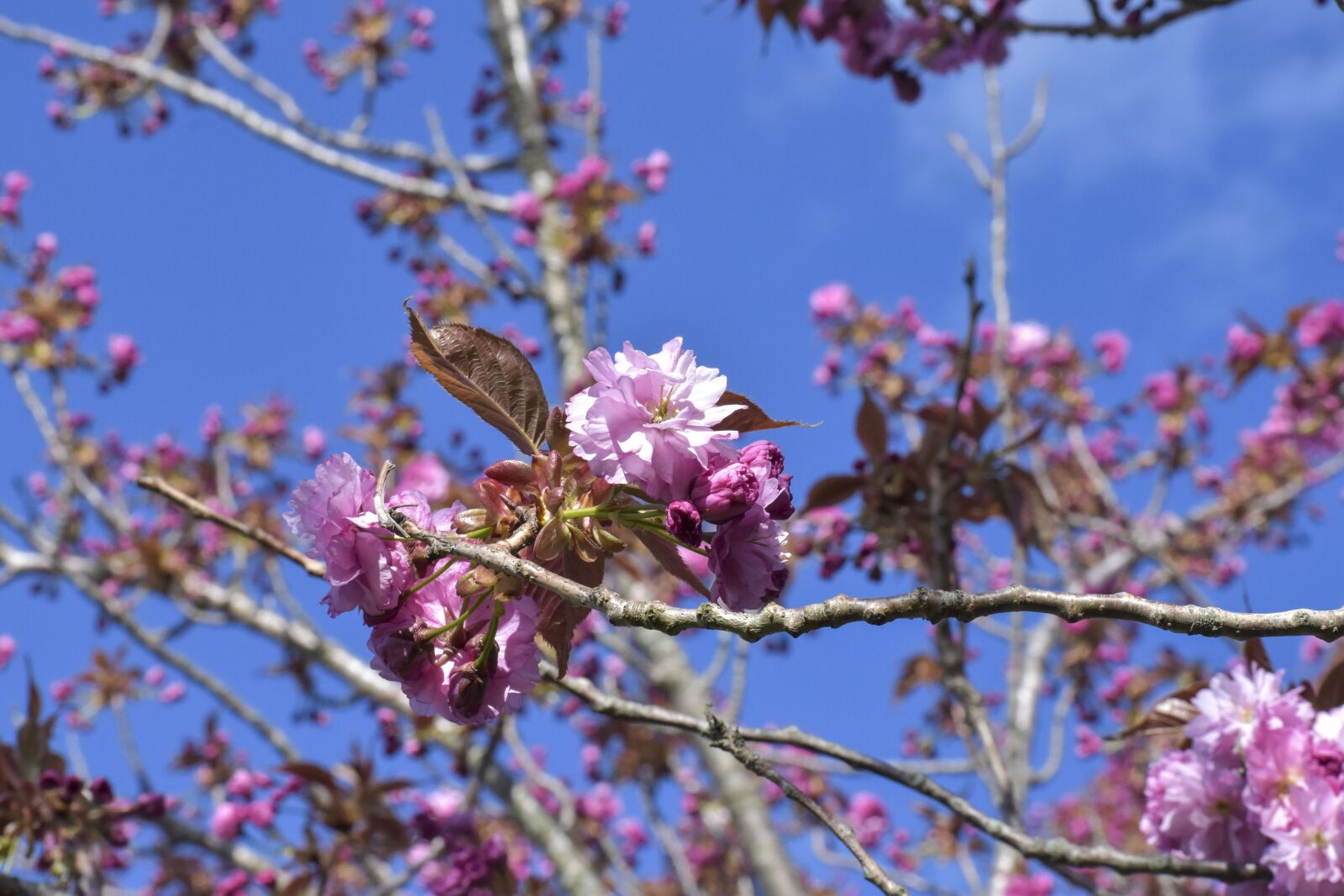 Nikon D5600 sample photo. Spring, flowers, tree photography