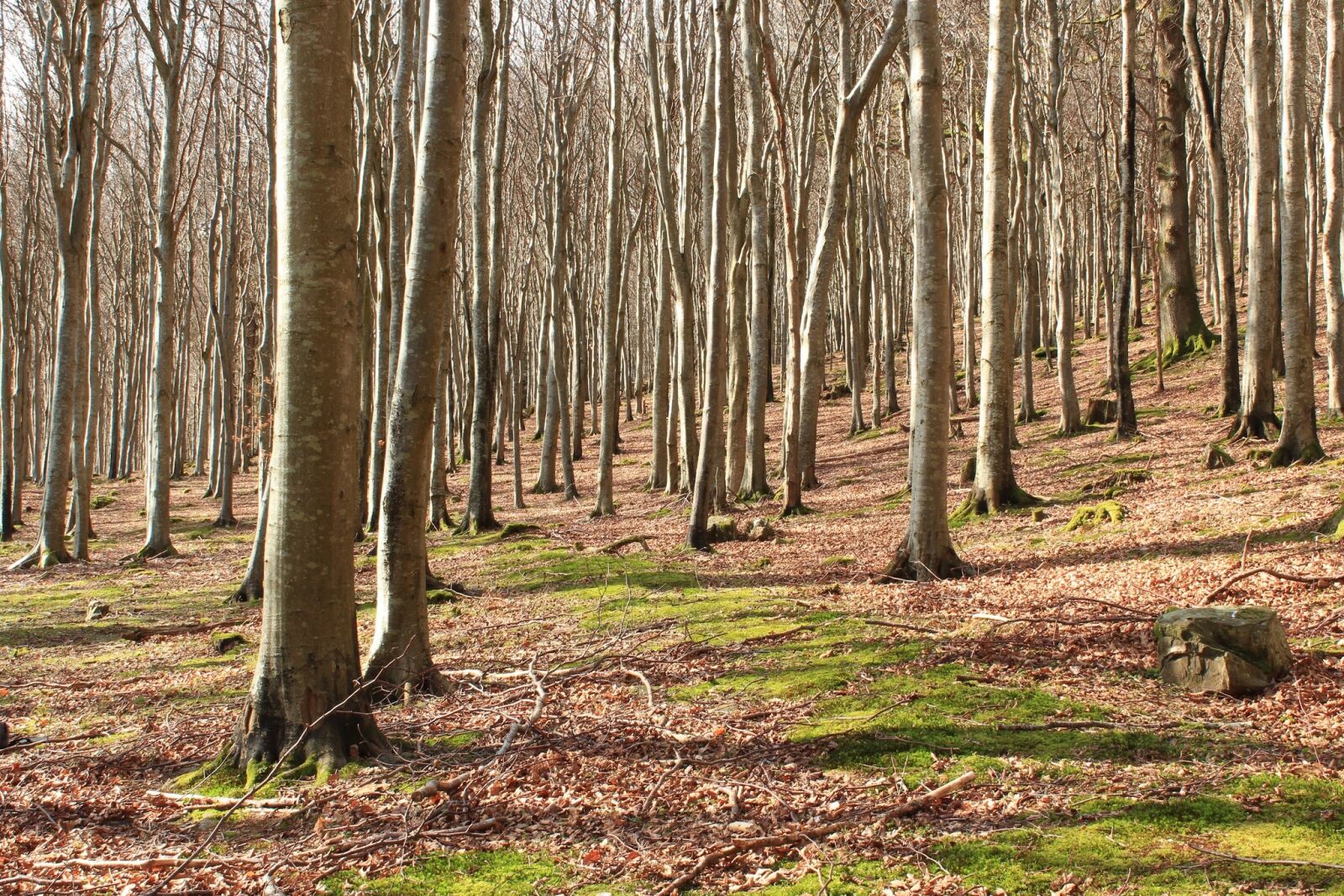 Canon EOS 600D (Rebel EOS T3i / EOS Kiss X5) sample photo. Wood, tree, nature photography