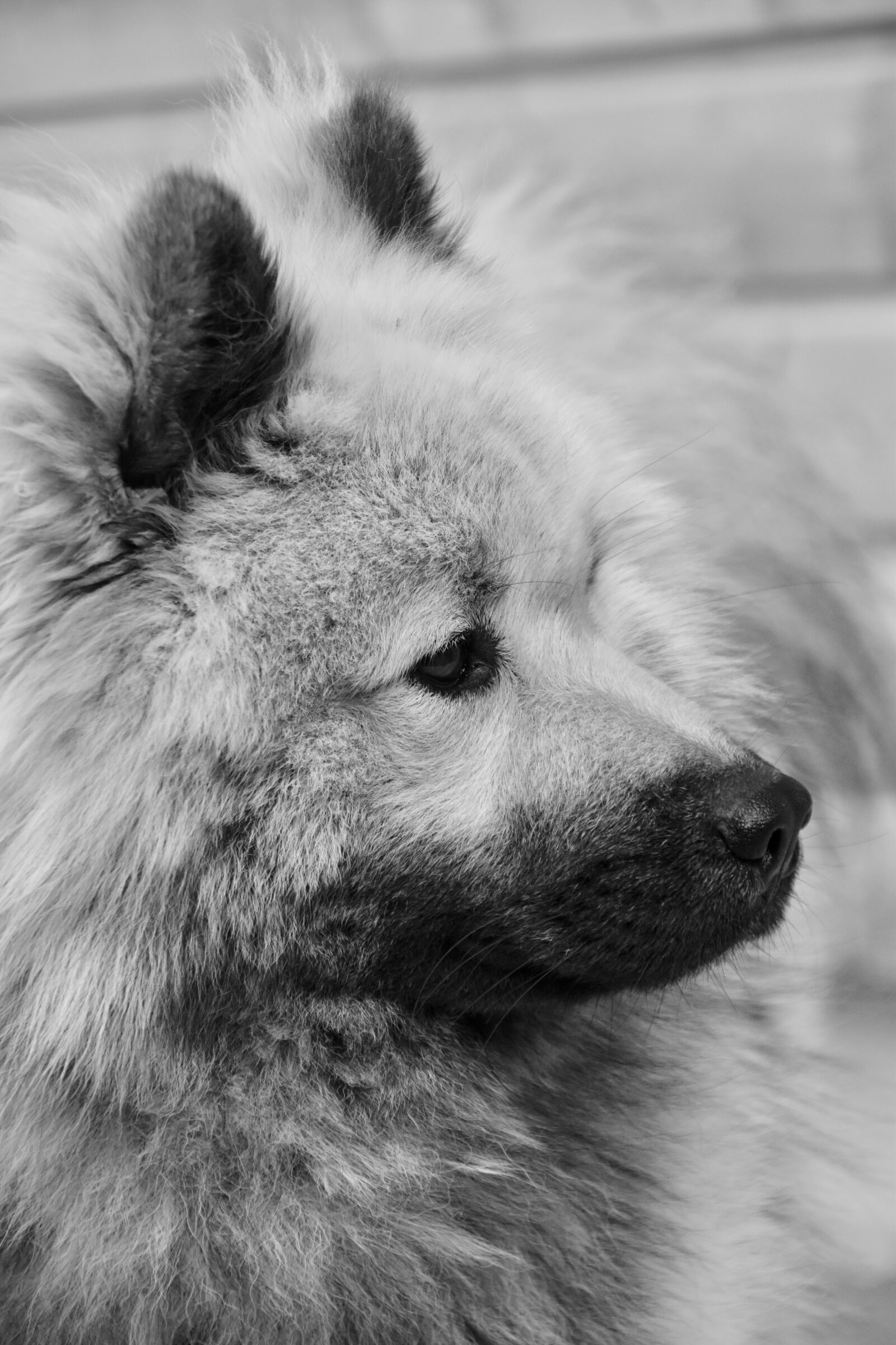 Nikon D5600 sample photo. Dog, dog portrait, black photography