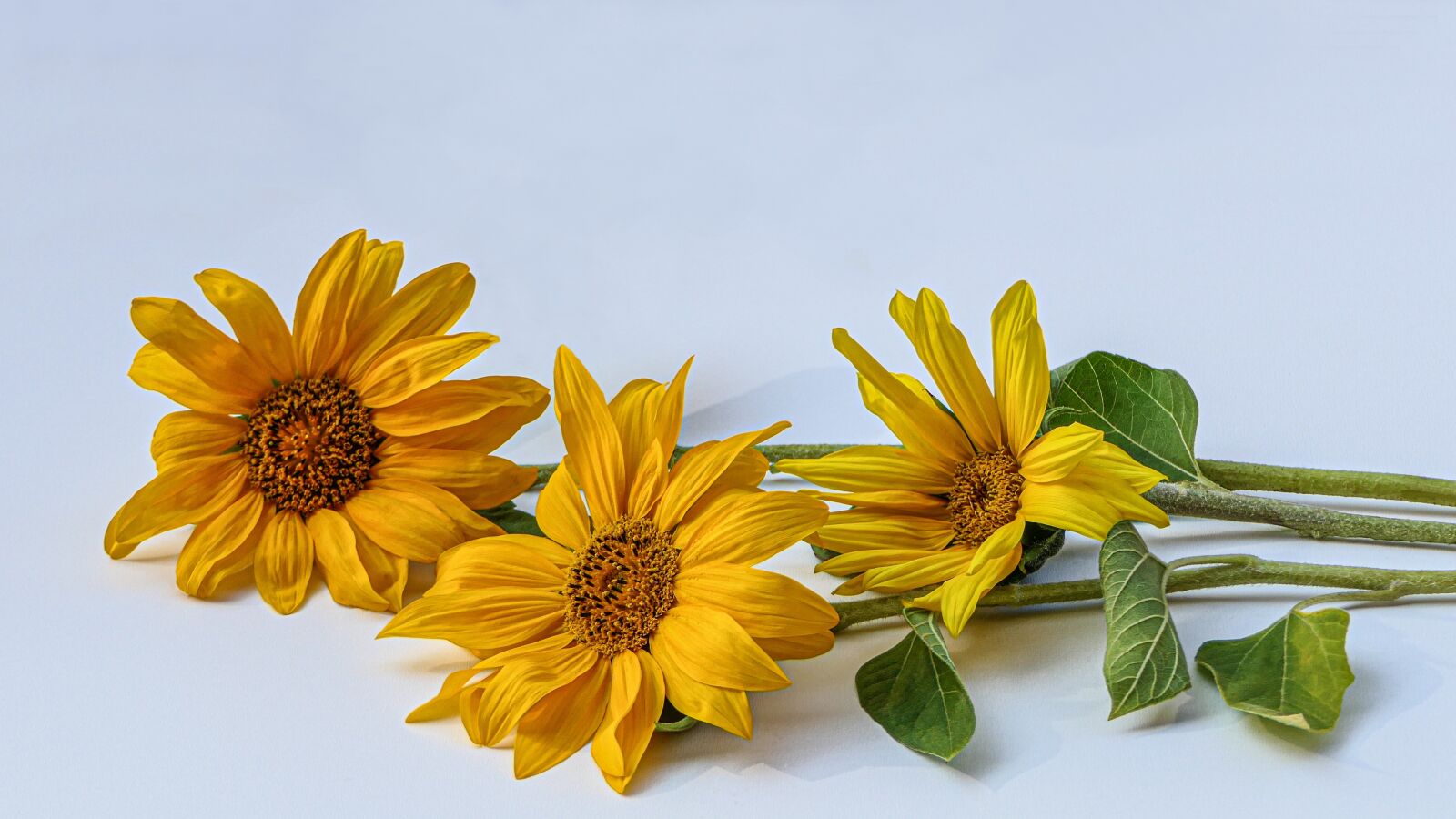 Panasonic Lumix DMC-FZ2500 (Lumix DMC-FZ2000) sample photo. Sunflower, three lying, close photography
