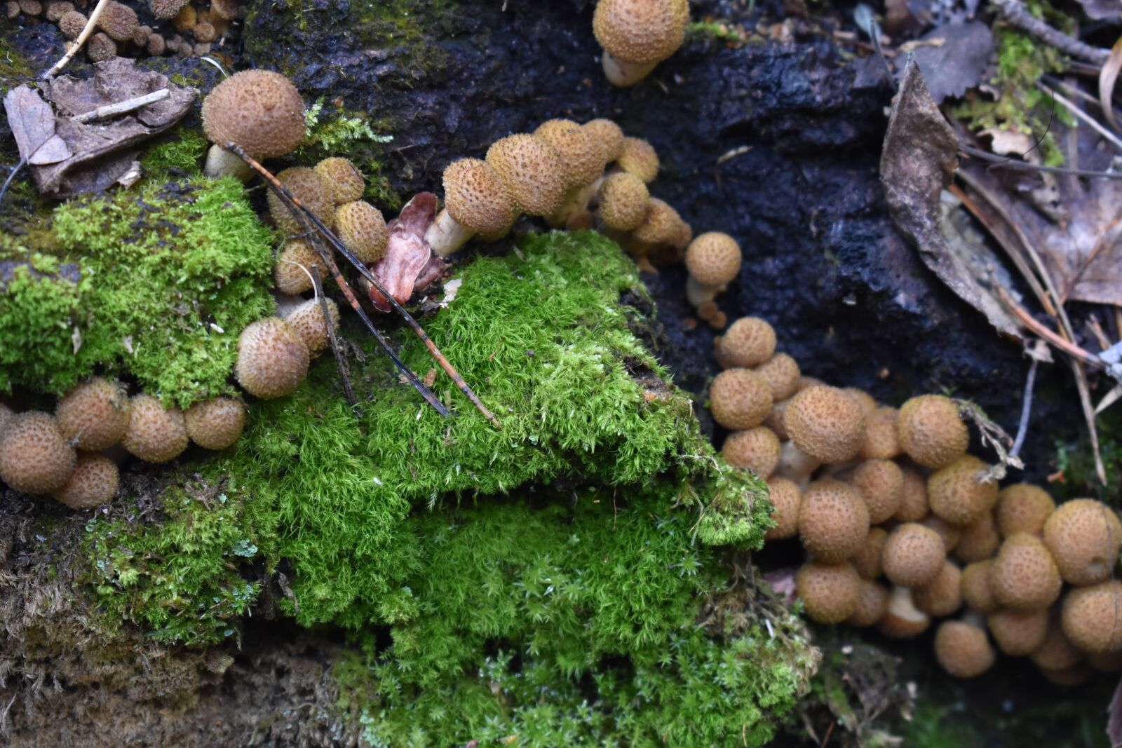 Nikon D3400 sample photo. Mushroom, armillaria, birch photography