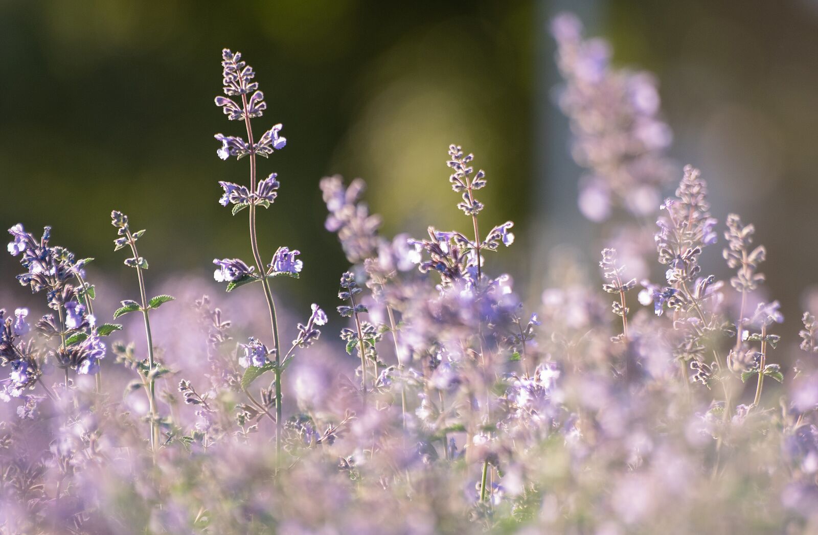 Pentax K-70 + Sigma sample photo