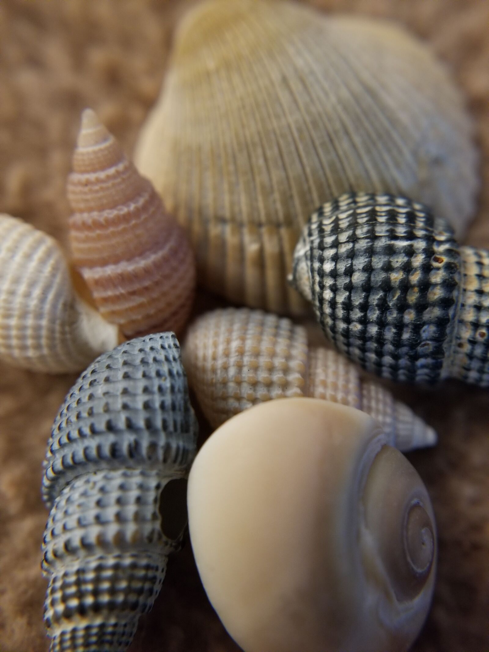 Samsung Galaxy S8 sample photo. Shells, seashells, beach photography