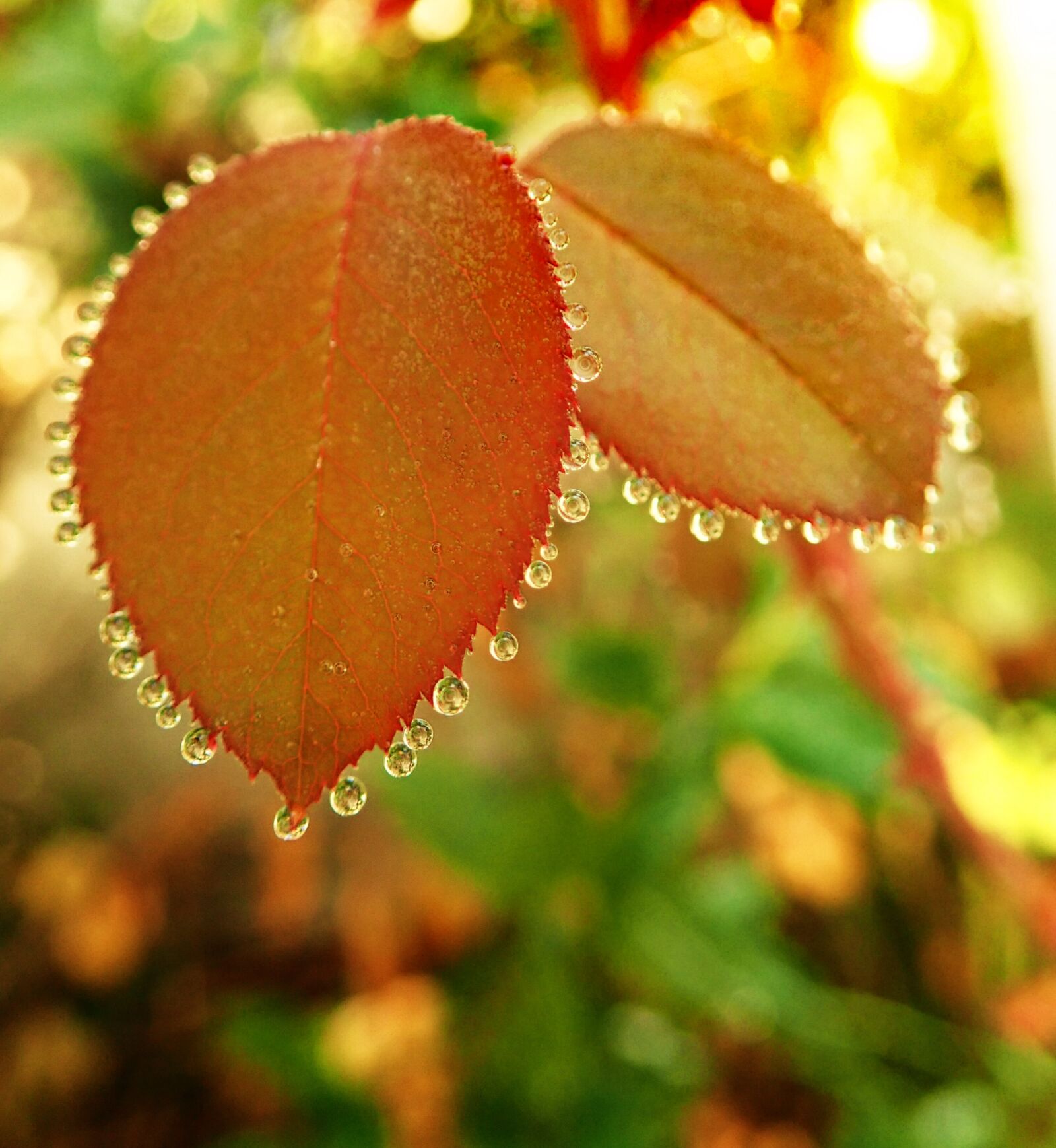 Olympus TG-5 sample photo. Autumn, raindrops, rose leaves photography