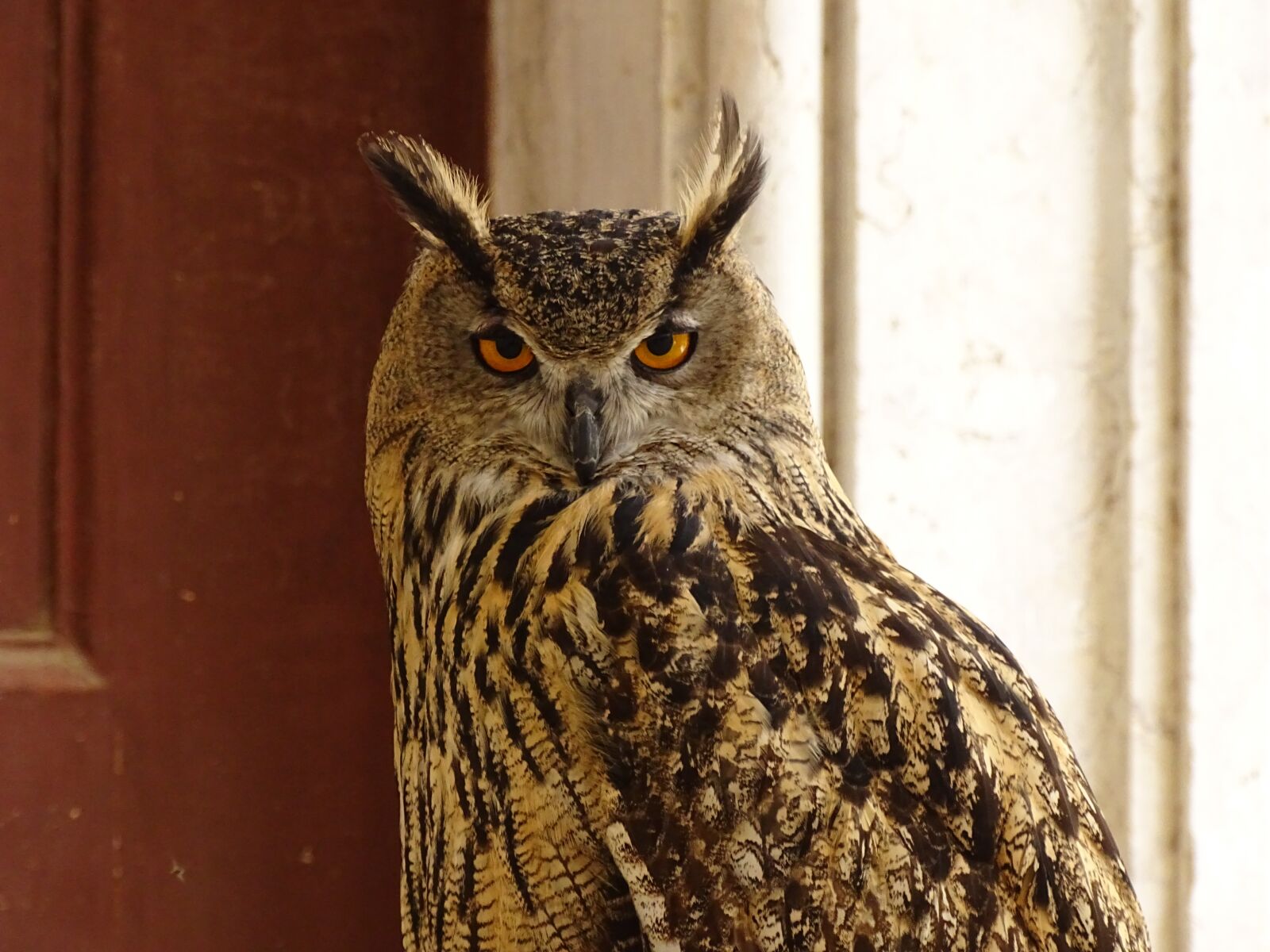 Sony Cyber-shot DSC-HX400V sample photo. Owl, animal, eyes photography