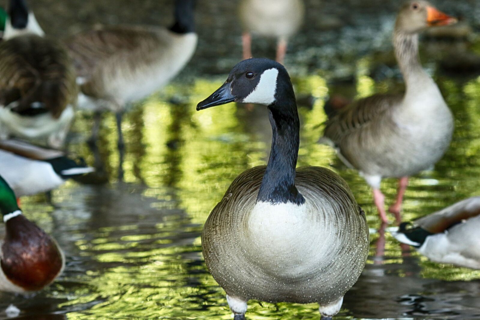Canon EOS 7D Mark II + Canon EF 135mm F2L USM sample photo. Bird, lake, water photography
