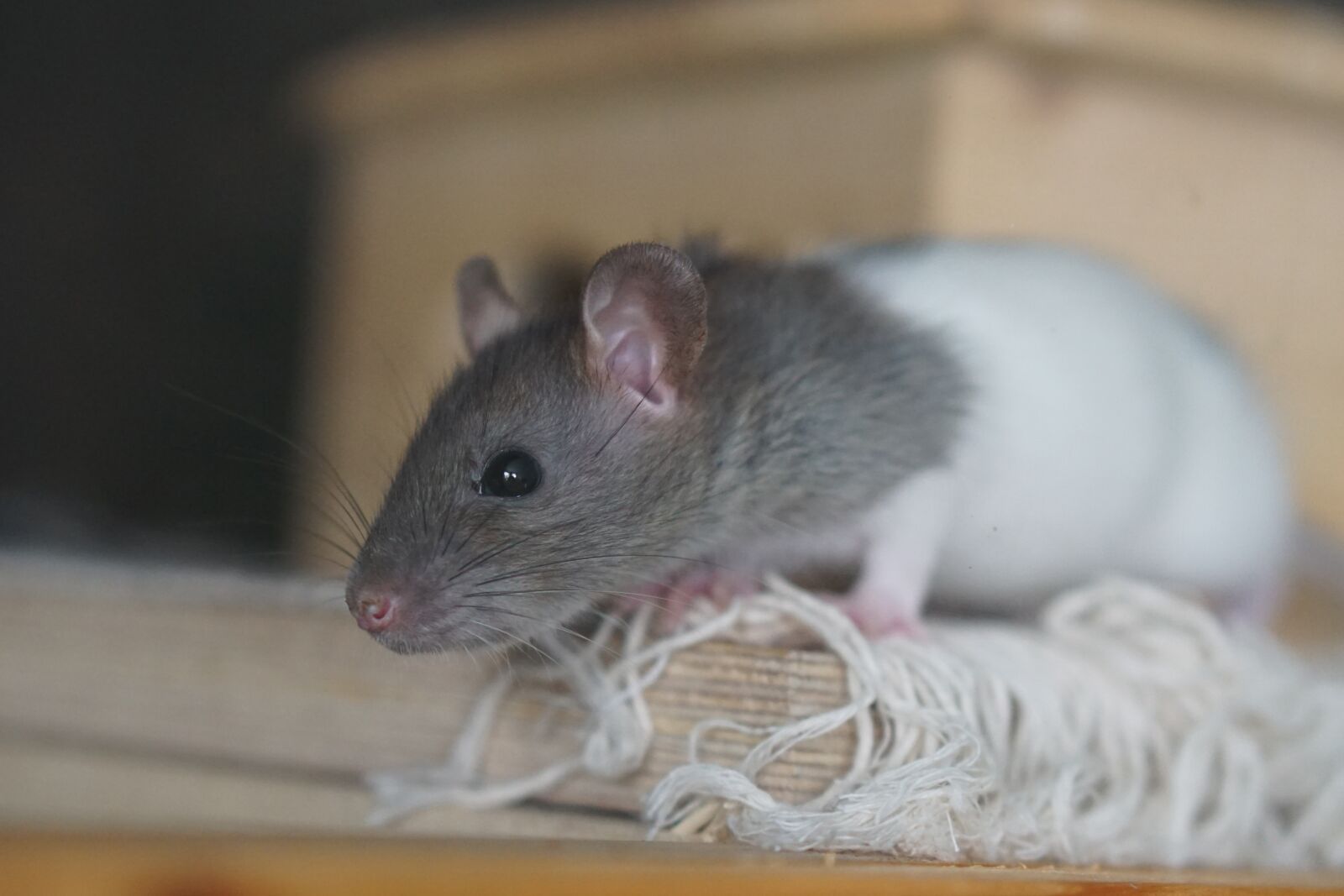 E 50mm F1.8 OSS sample photo. Rat, brown, baby photography