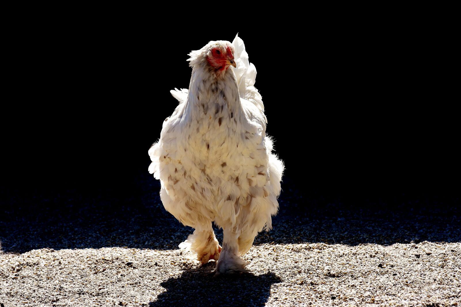 Nikon D7200 sample photo. Chicken, poultry, feather photography